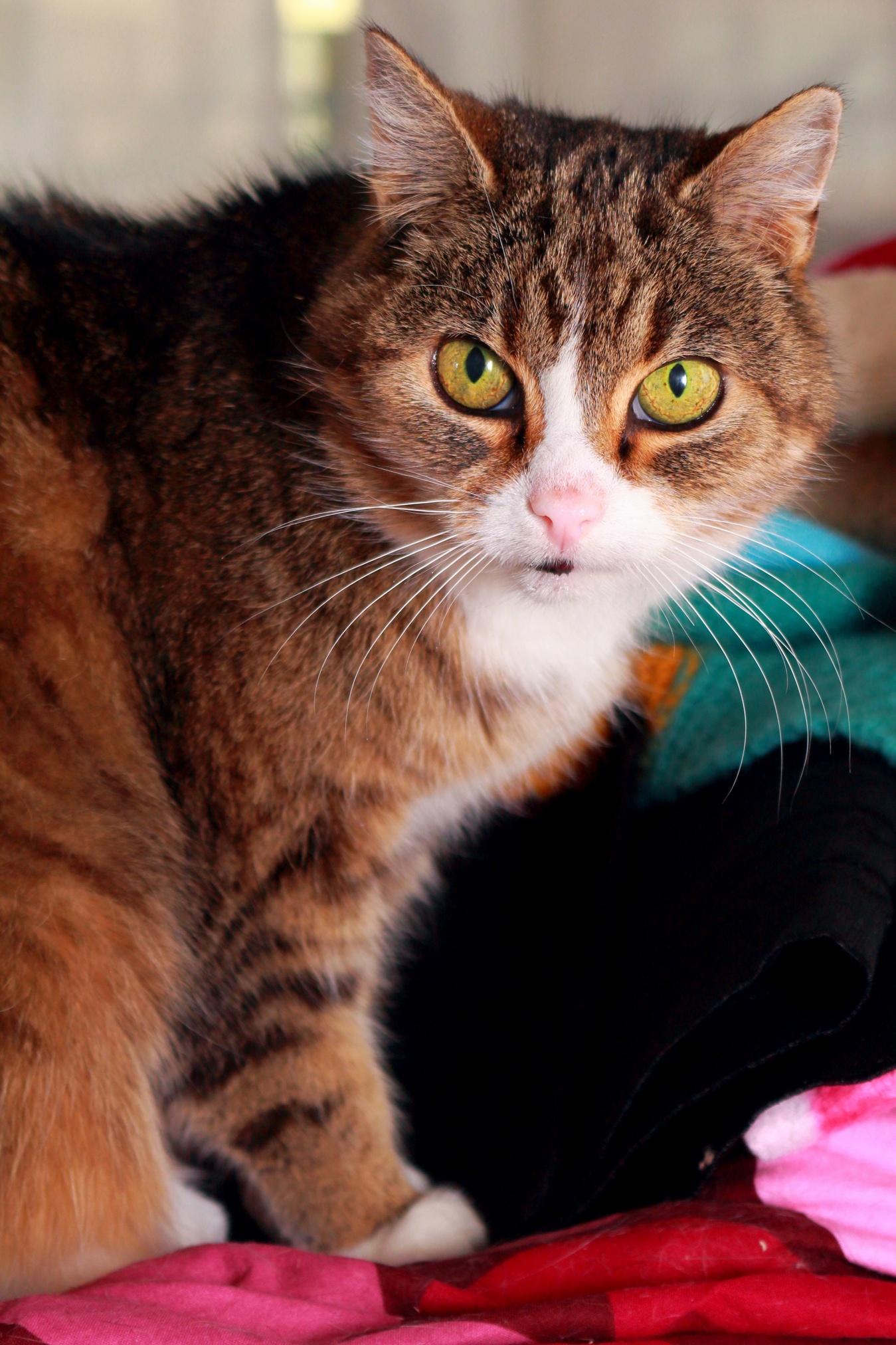 My Shorthair Cat Is Very Photogenic