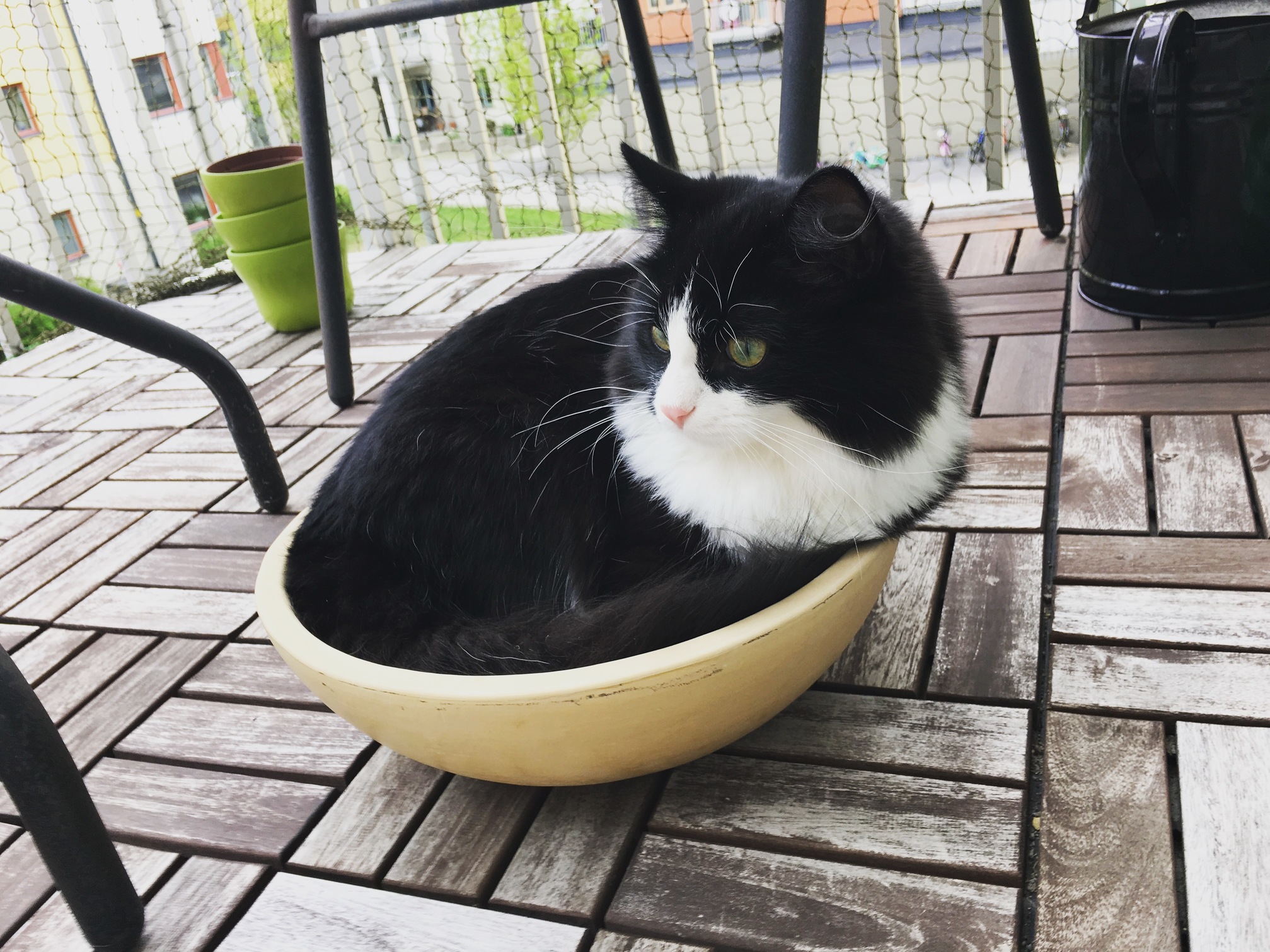 My Siberian Captain Haddock Embracing the Function of If I Fits I Sits