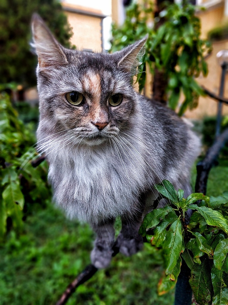 My Siberian