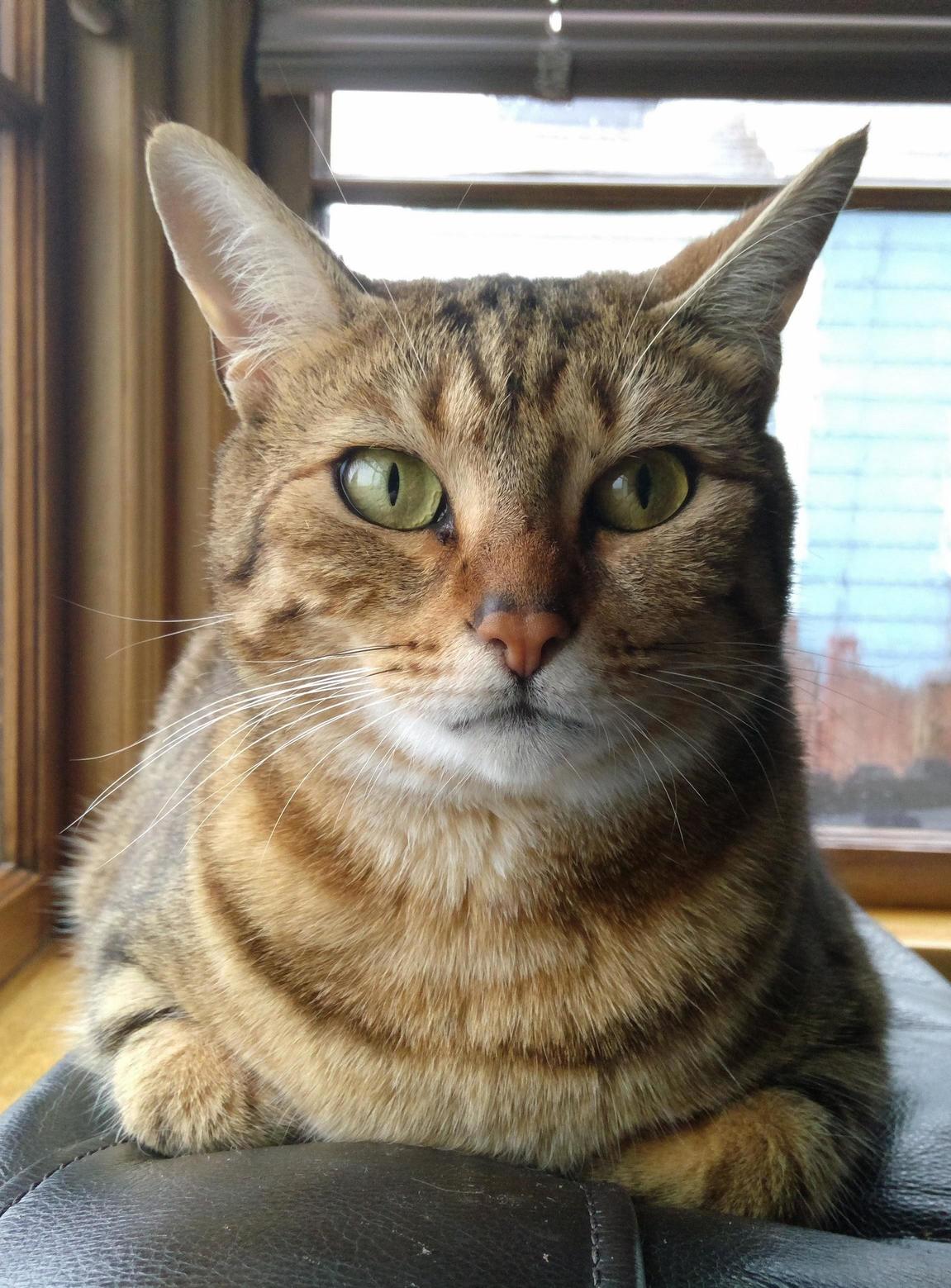 My Sisters Cat Is Very Photogenic