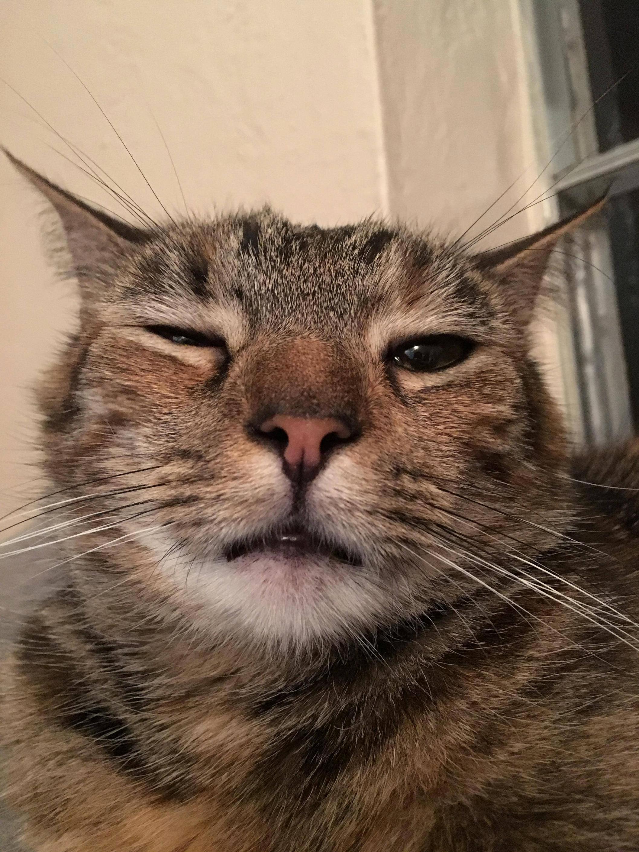 My Sisters Cat Sponge Ingrid Megatron Valdez. Shes a Beauty.