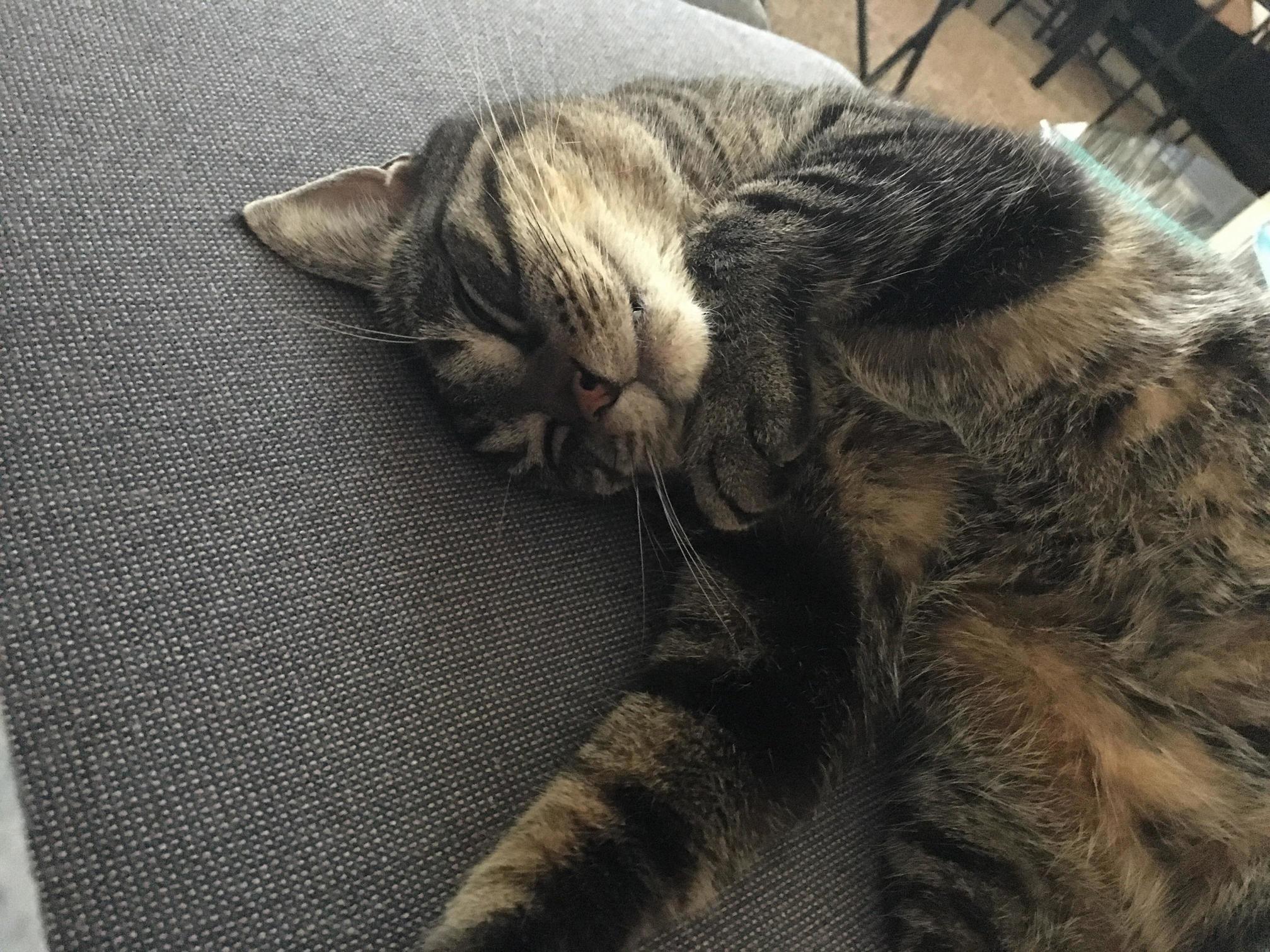 My Sleepy Little Ball of Fur and Razorblades