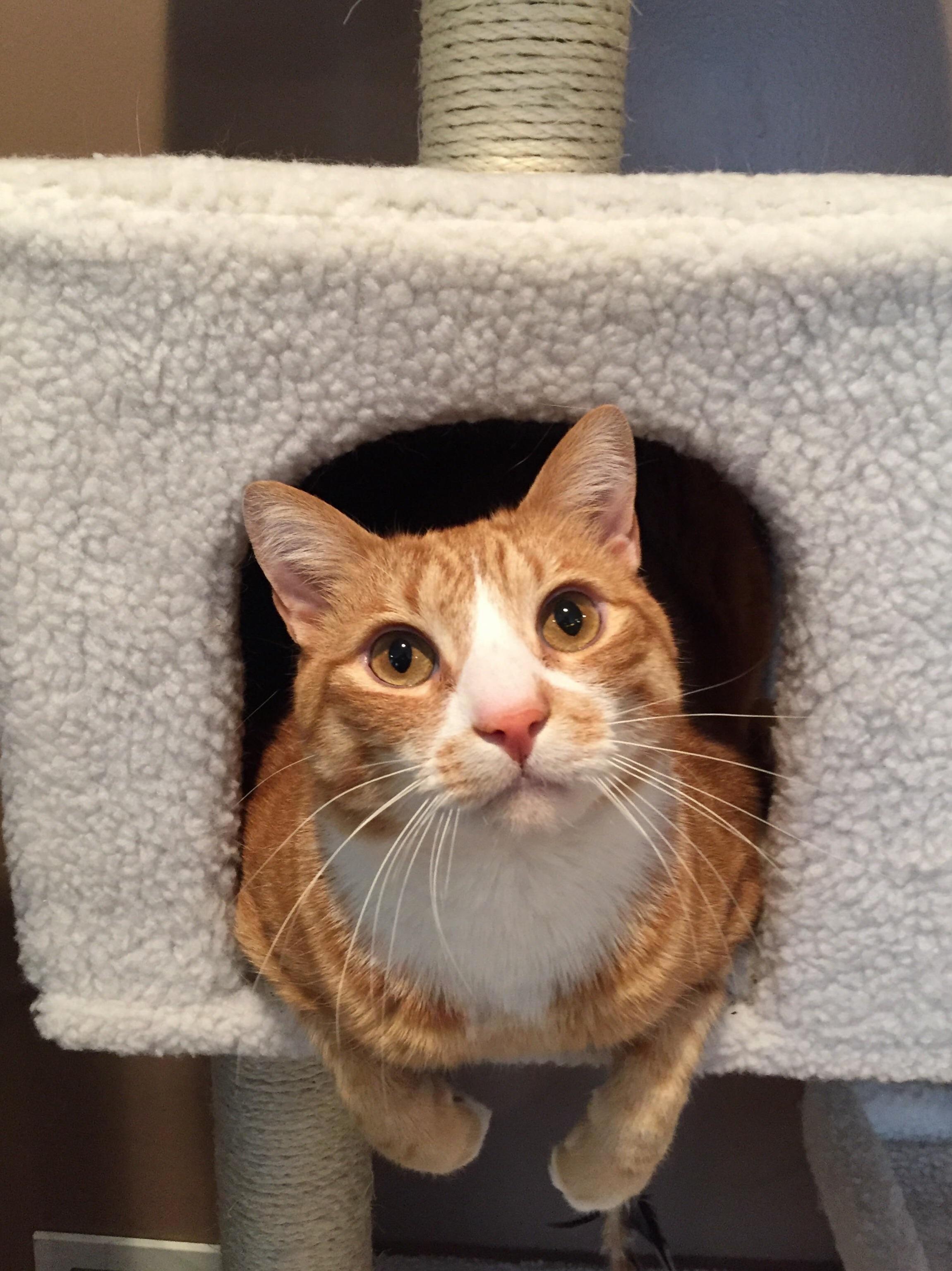 My Vinny Boy Enjoying His Cat Tower.