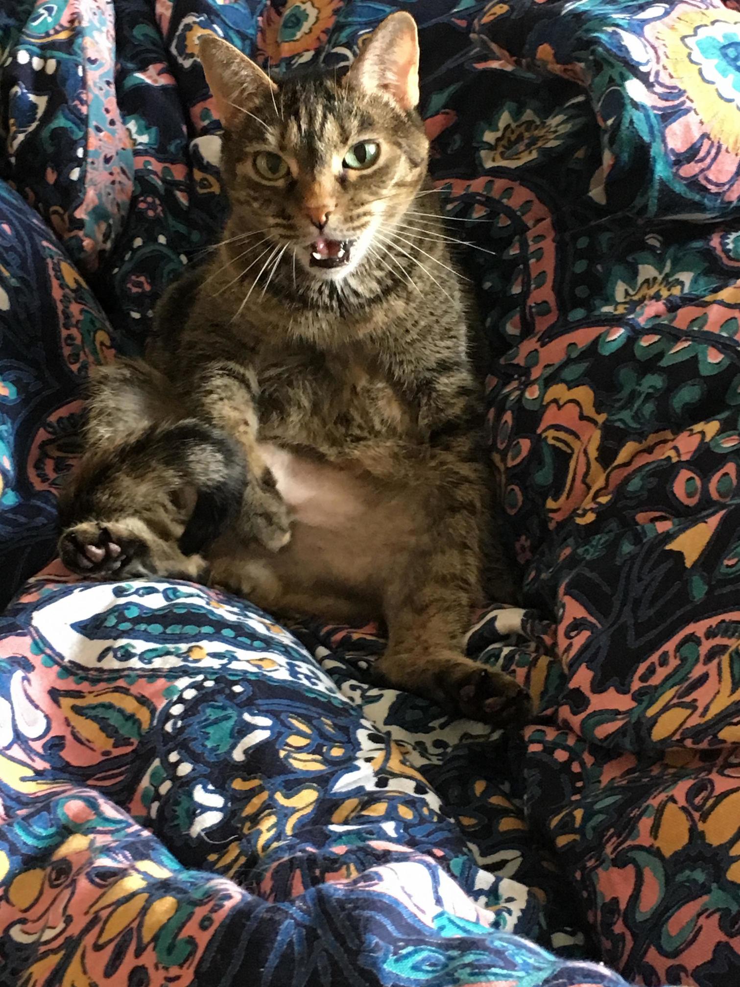 My Weird Cat Olive. in All of Her Goofy Glory.