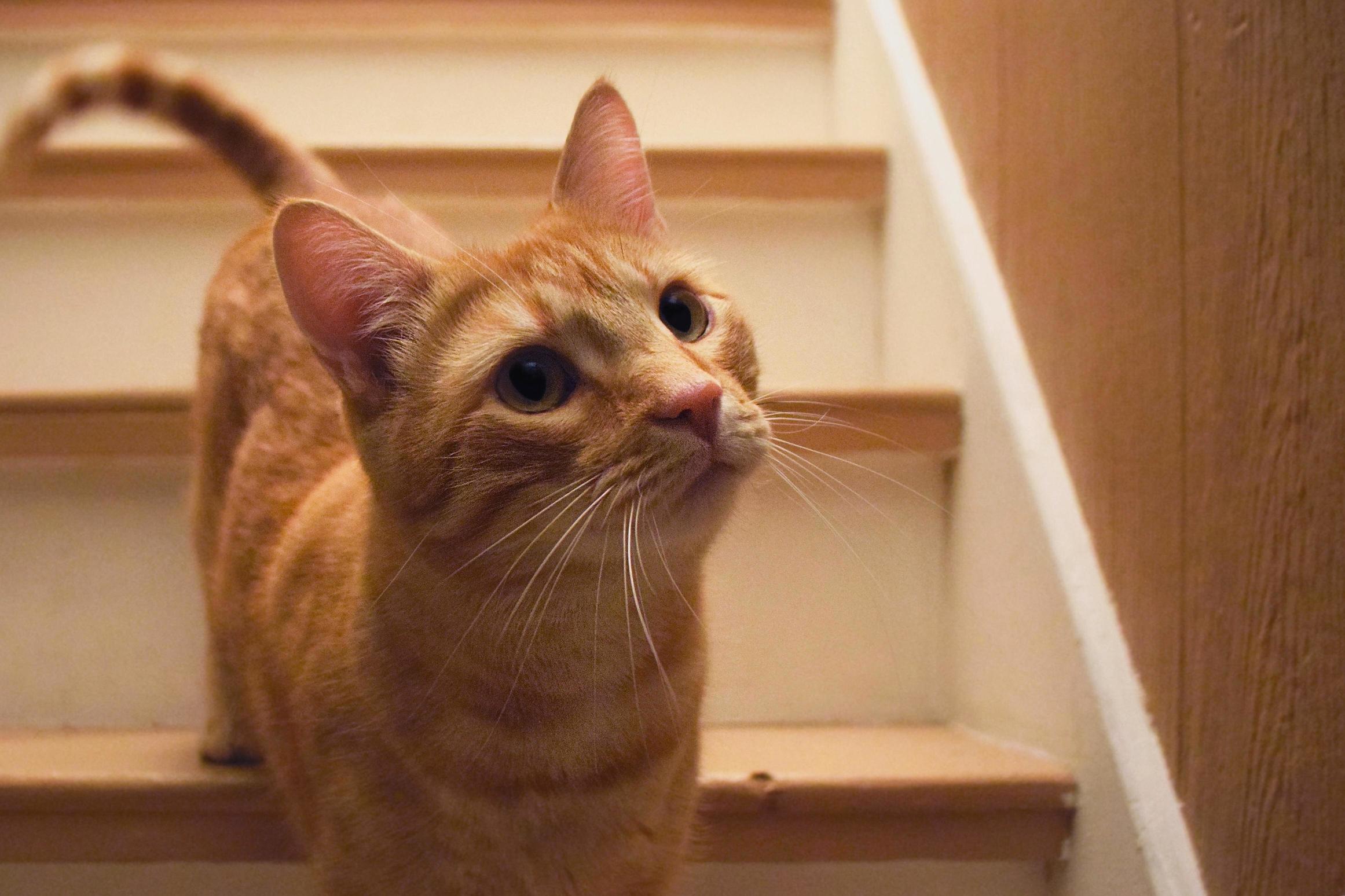 My Wife Took a Picture of Our Cat Orange. I Think He Looks Very Inquisitive.