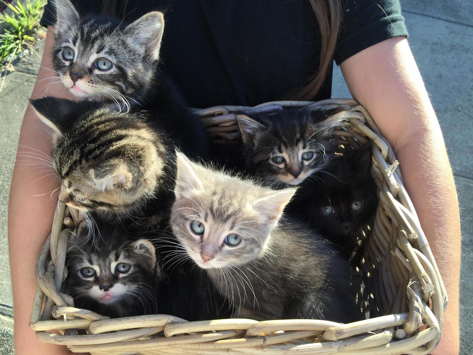 Neighborhood Kid Brought Out a Basket of Kittens Asking If We Wanted One. If Only We Didnt Have Two Beasts Already. That Black Cat Though
