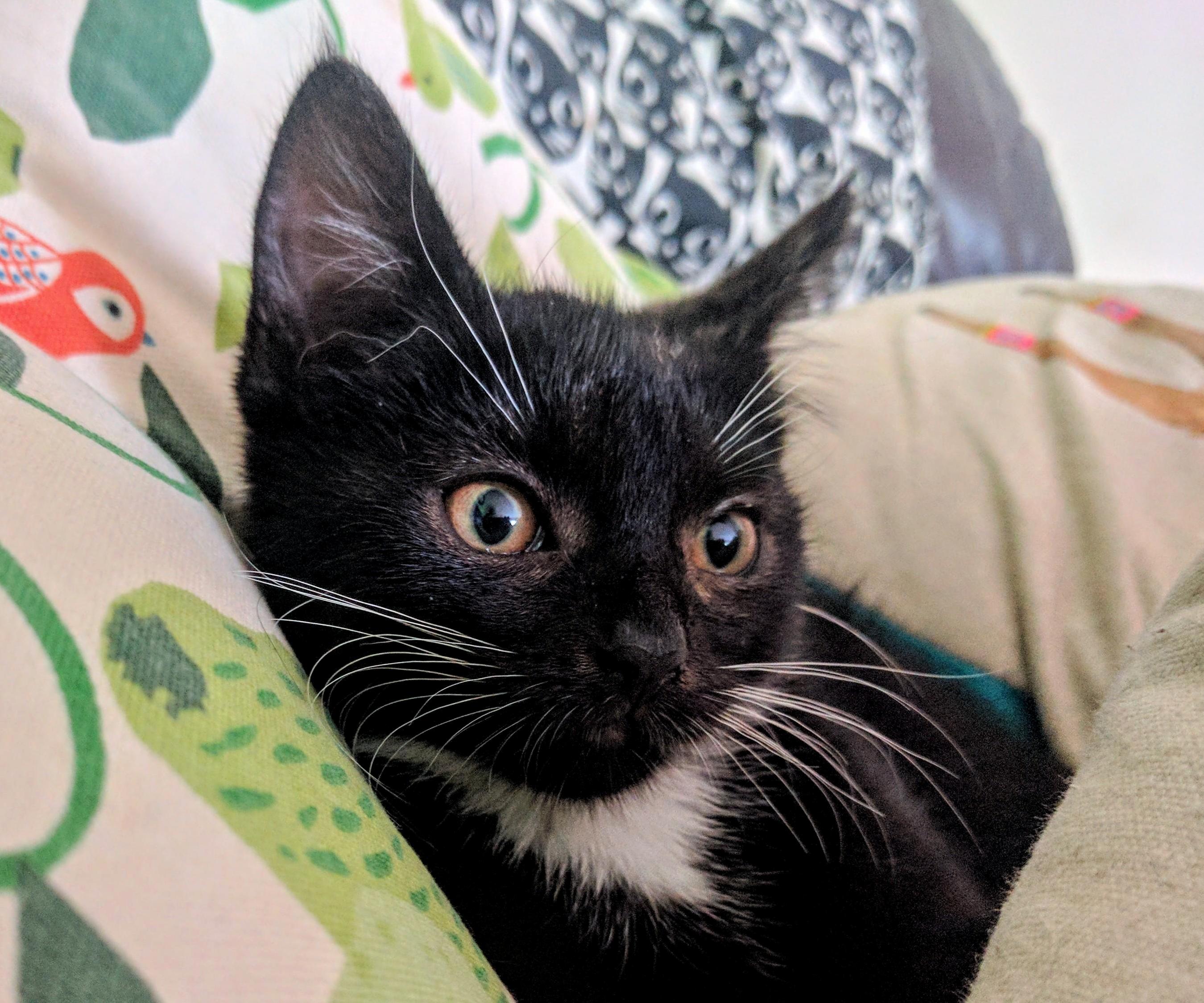 New Kitty Neko