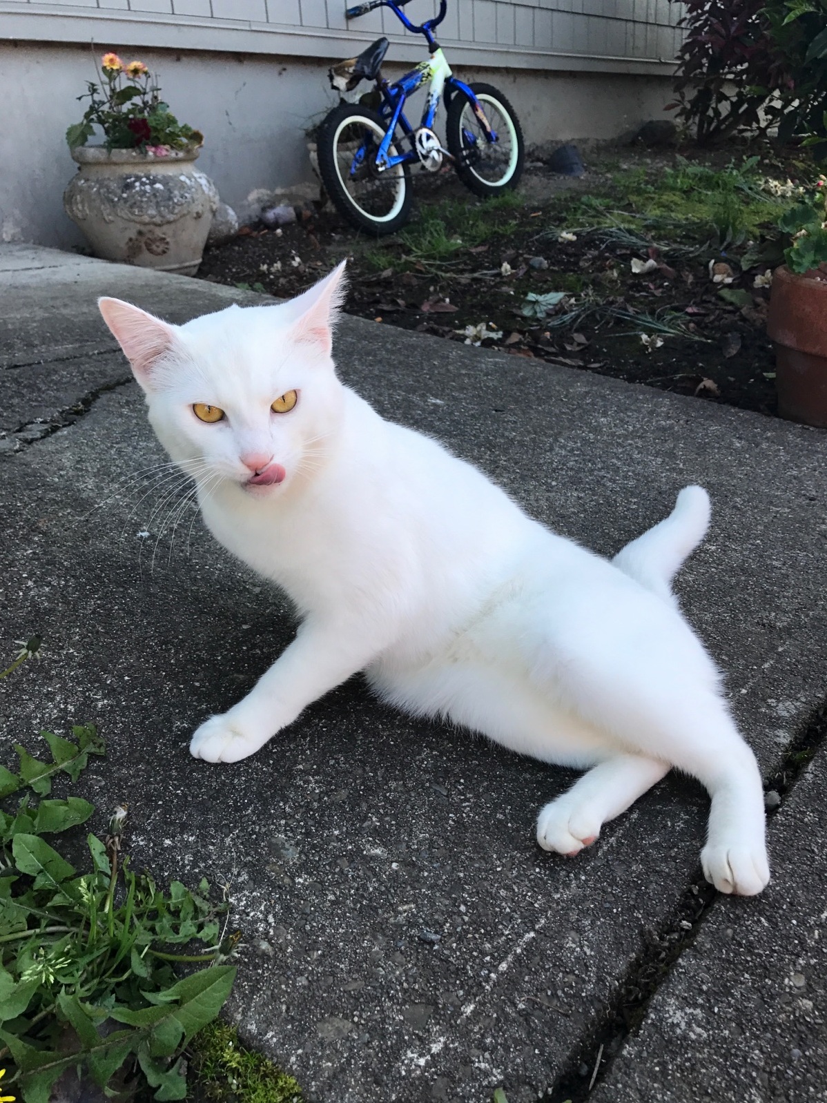 New Neighbor Cat. She Is Super Friendly.