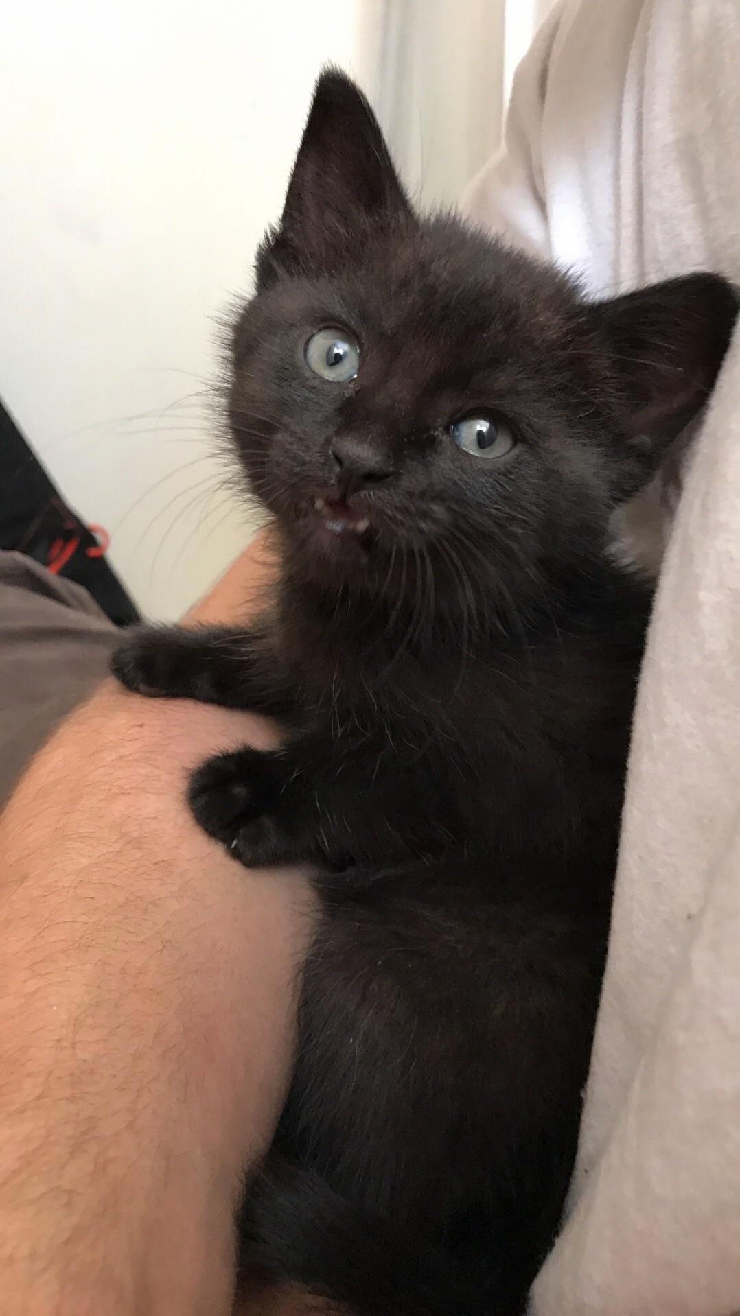 New Roommates Moved in Their Kitten Today