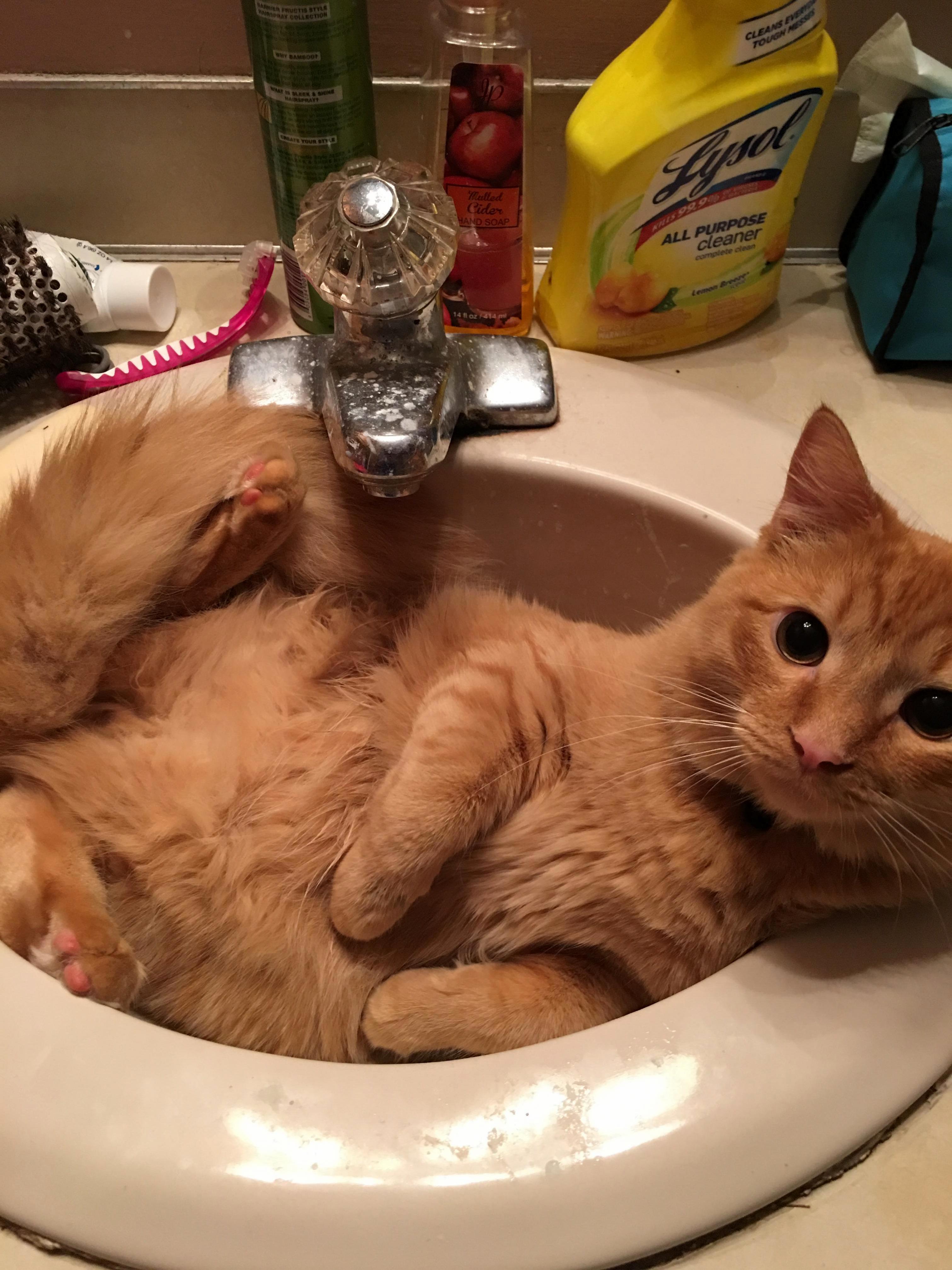 No You May Not Brush Your Teeth.