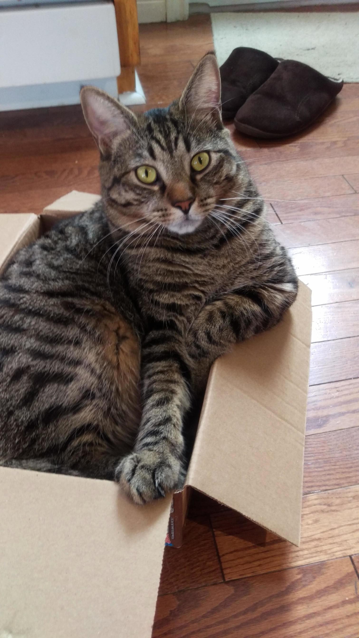 Not Impressed You Tried to Take My Box. This Is Jaggy Dont Take His Spot.