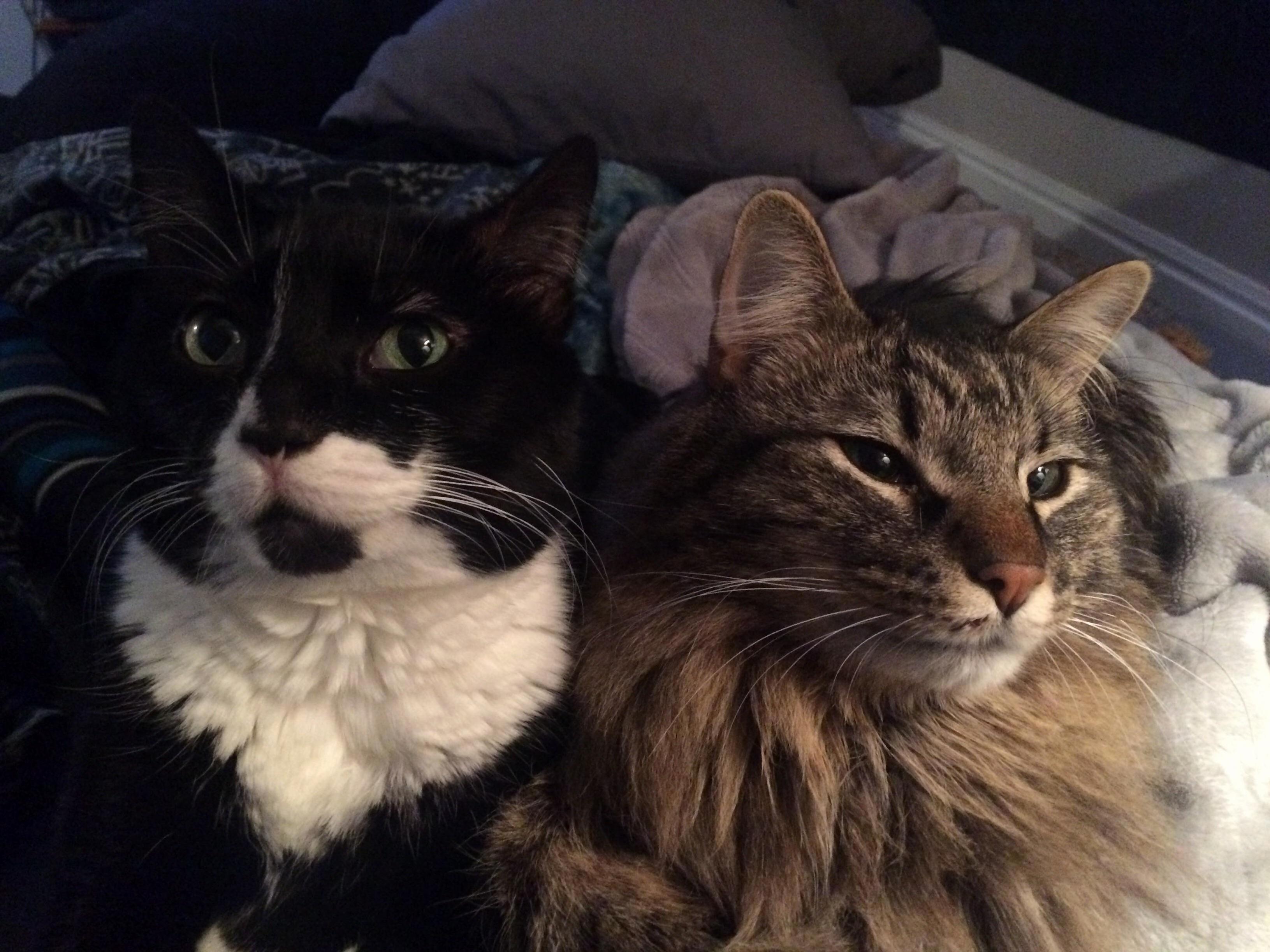 Not Pictured the Food These Two Boogers Are Begging for