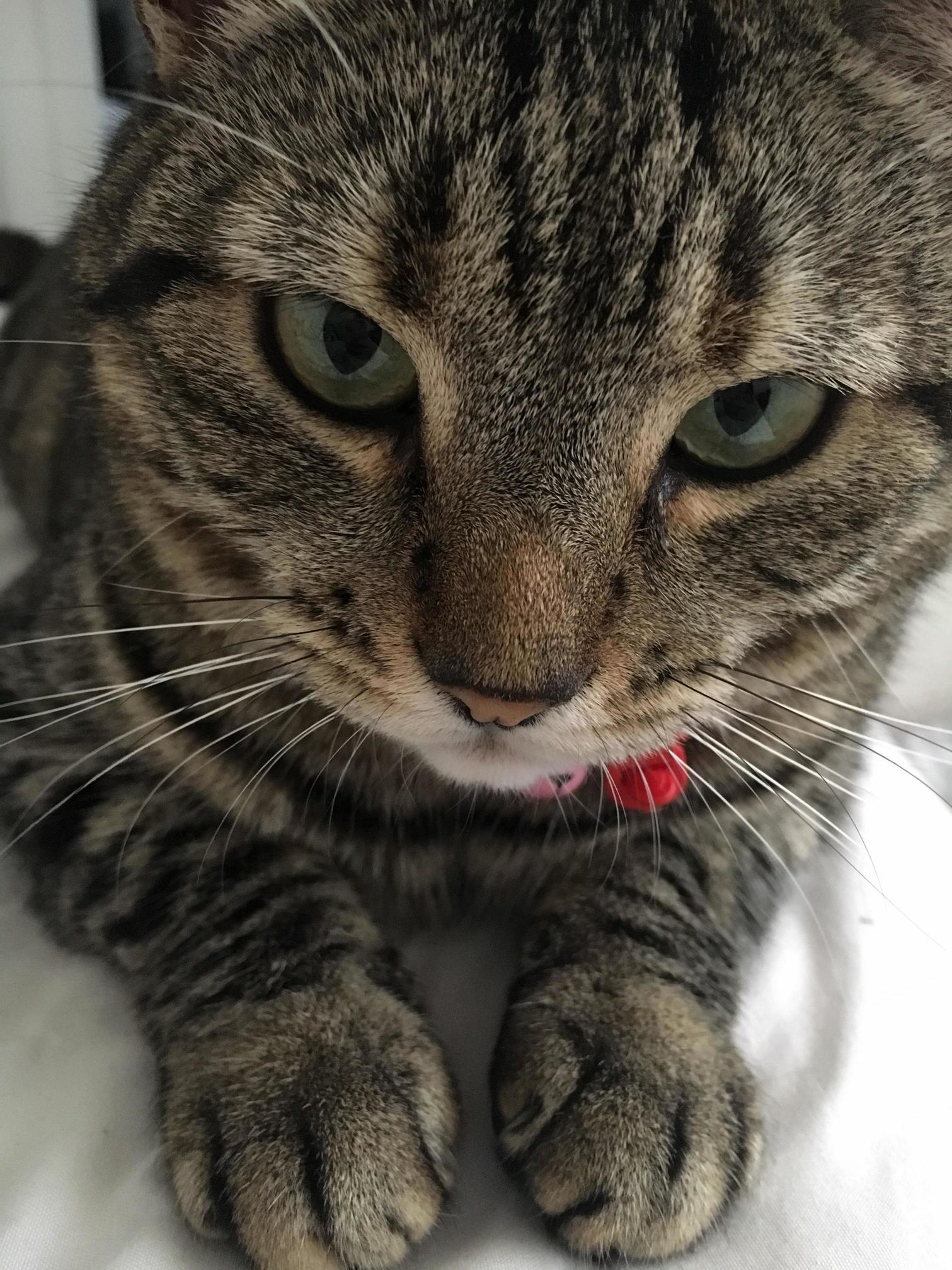 Not Sure If She Is Content or About to Claw My Eyes Out.