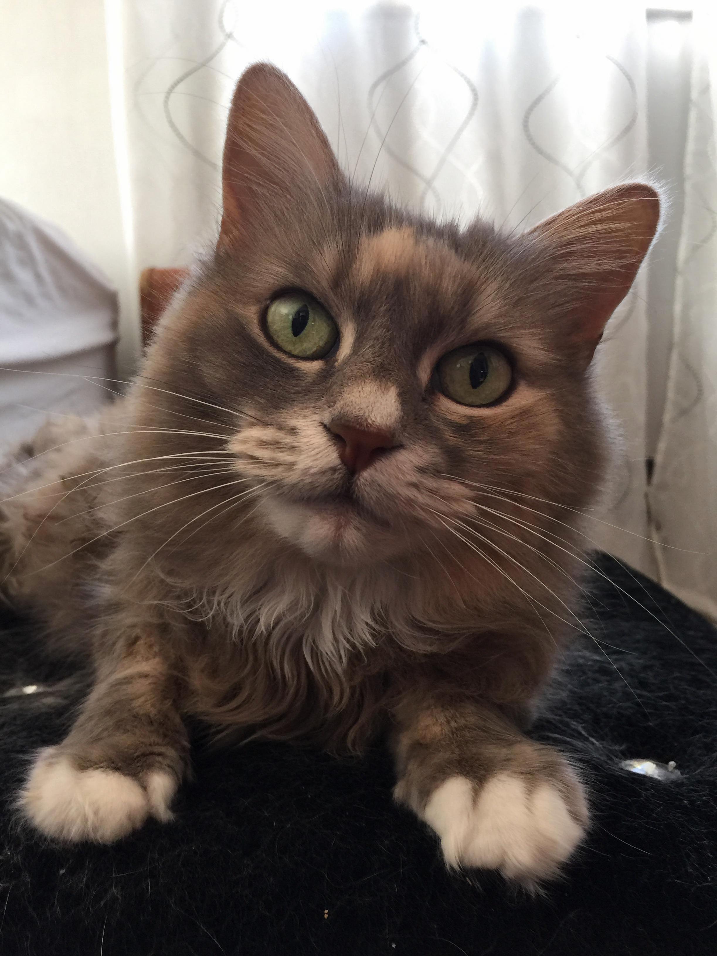 Not Sure If This Is the Right Place but Does Anyone Know What Breed of Cat This Is