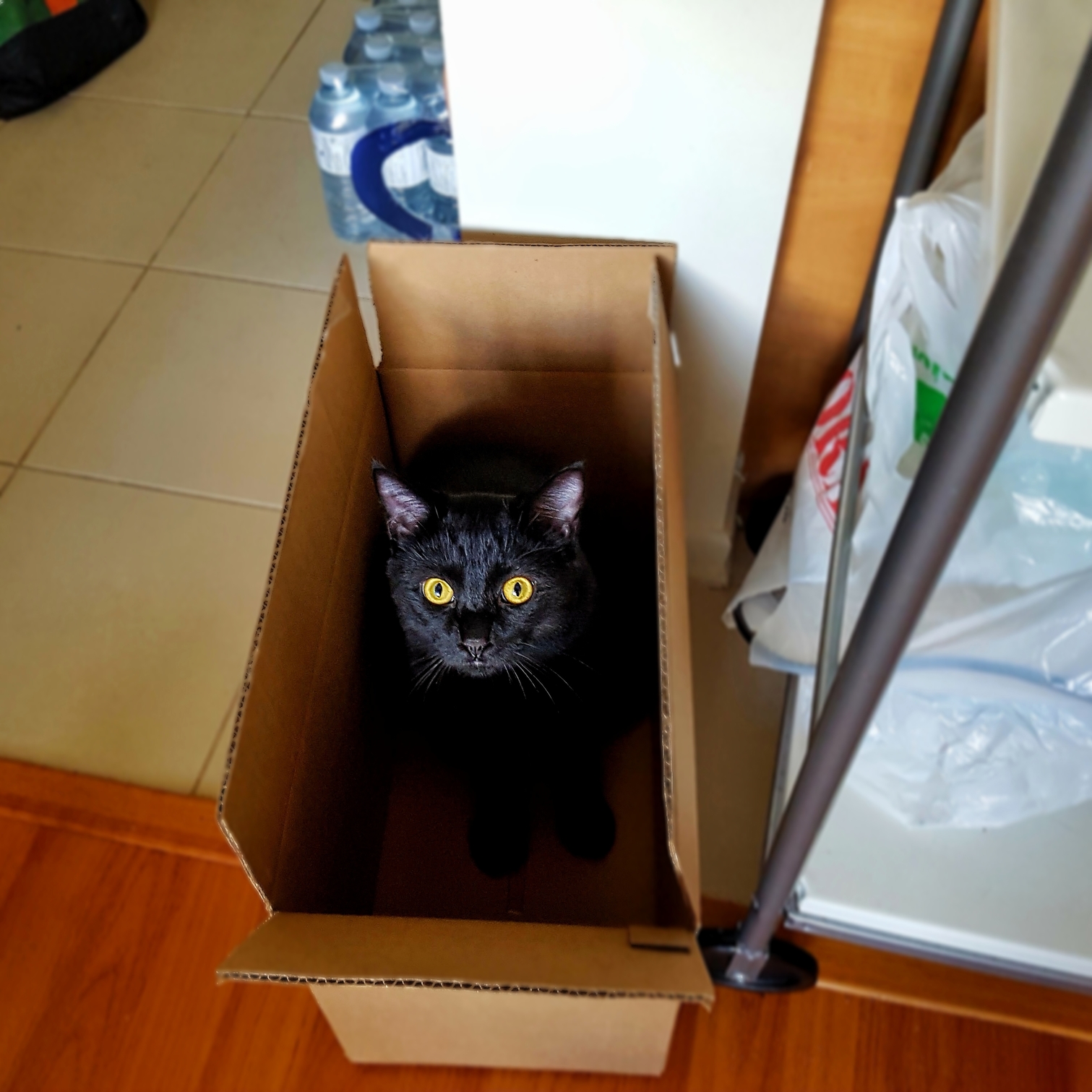 Not Sure Why I Bought Him a Bed. He Prefers Sitting and Sleeping in Boxes.