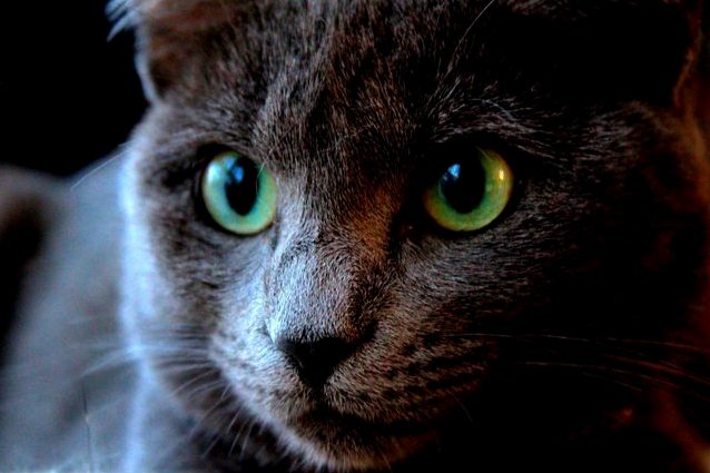Nothing Beats Cat Eyes