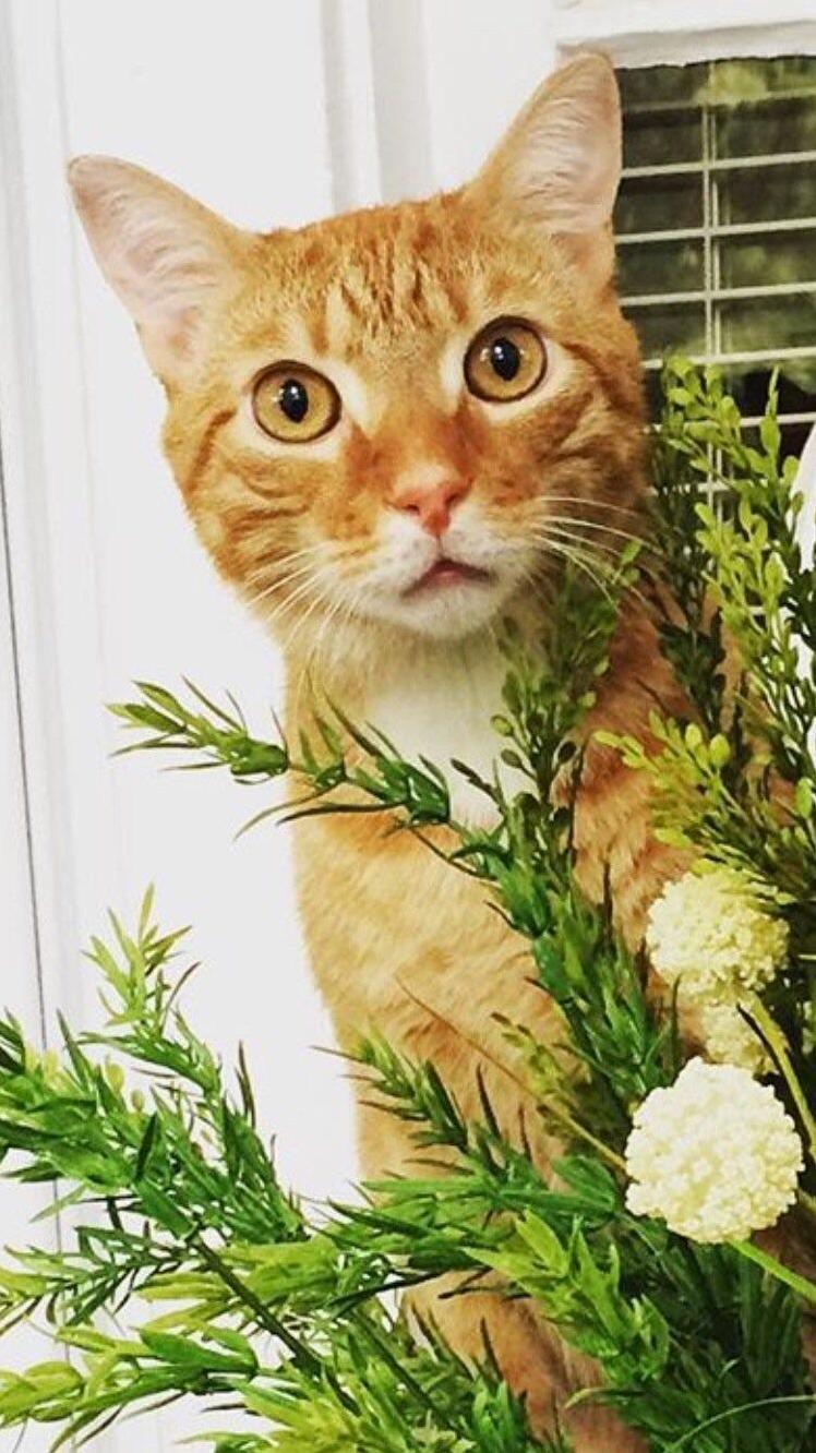 Obi and His Most Favorite Plant in the Whole Wide Porch.