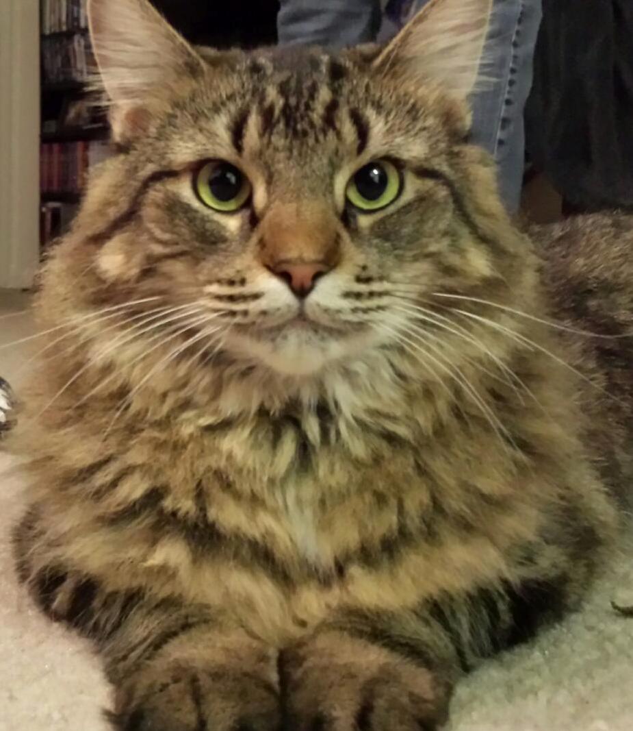 Oh Hai There.
