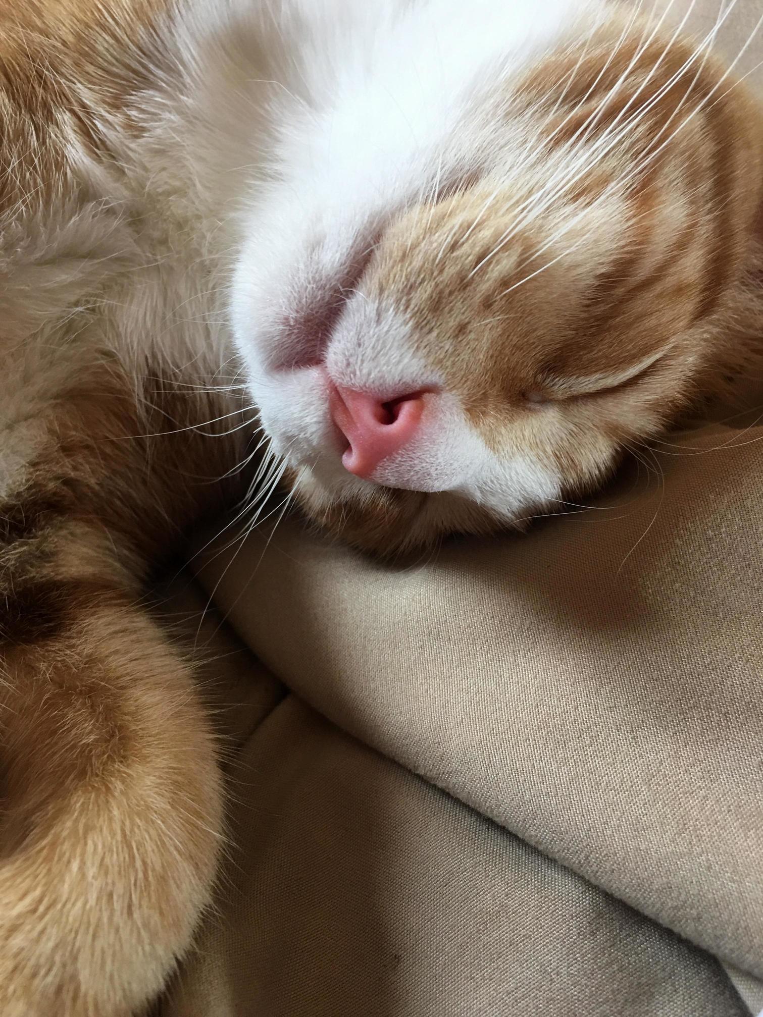 Ollie Is Worn Out After a Long Day of Doing Absolutely Nothing.
