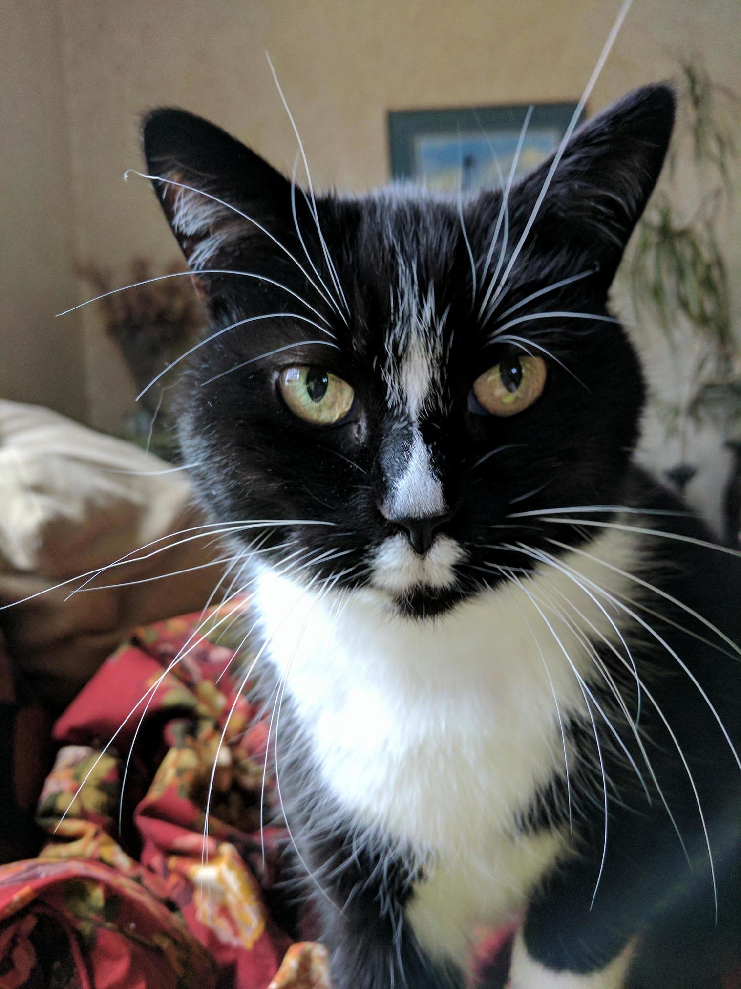 On a Trip and Miss My Kitty.