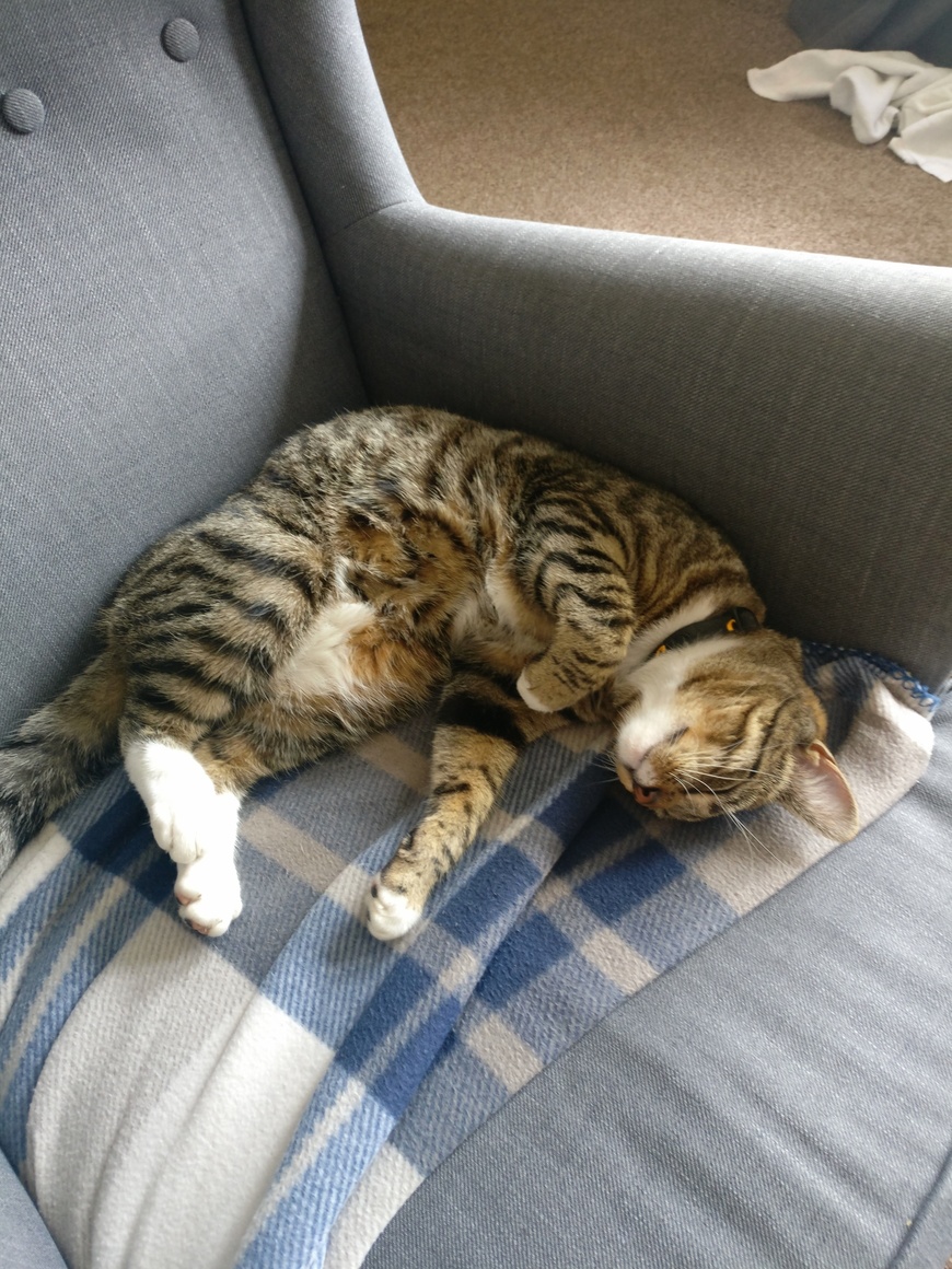 Once Upon a Time I Had a Chair but No Cat. Now I Have a Cat......