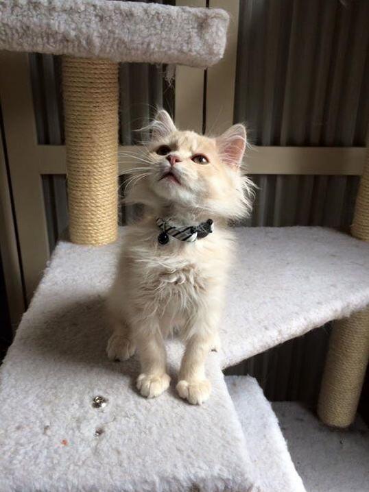 One Day I Will Catch That Fly on the Ceiling...