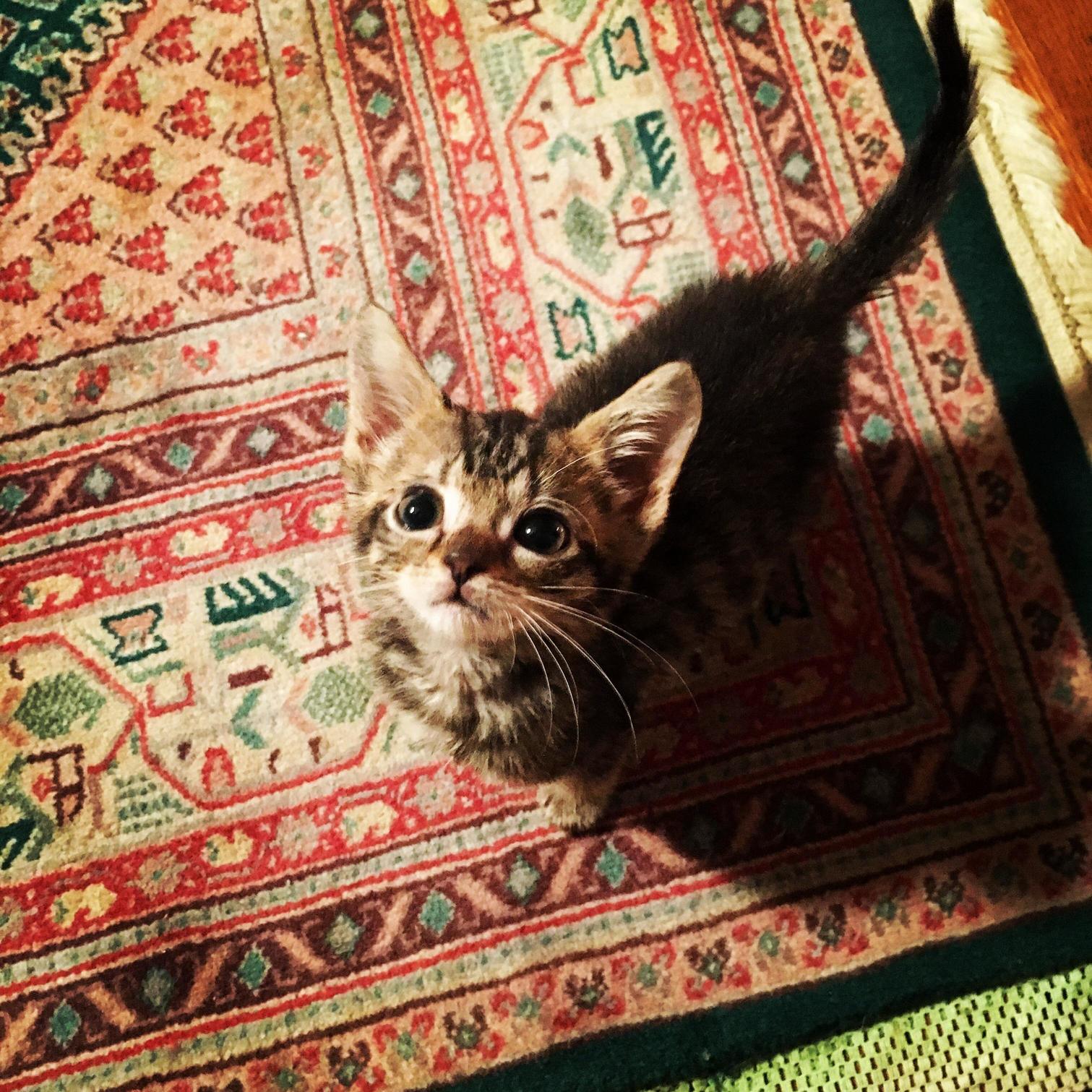 One of My Friends Is Fostering This Beautiful Gal. One of the Cutest Lil Faces I Ve Ever Seen.