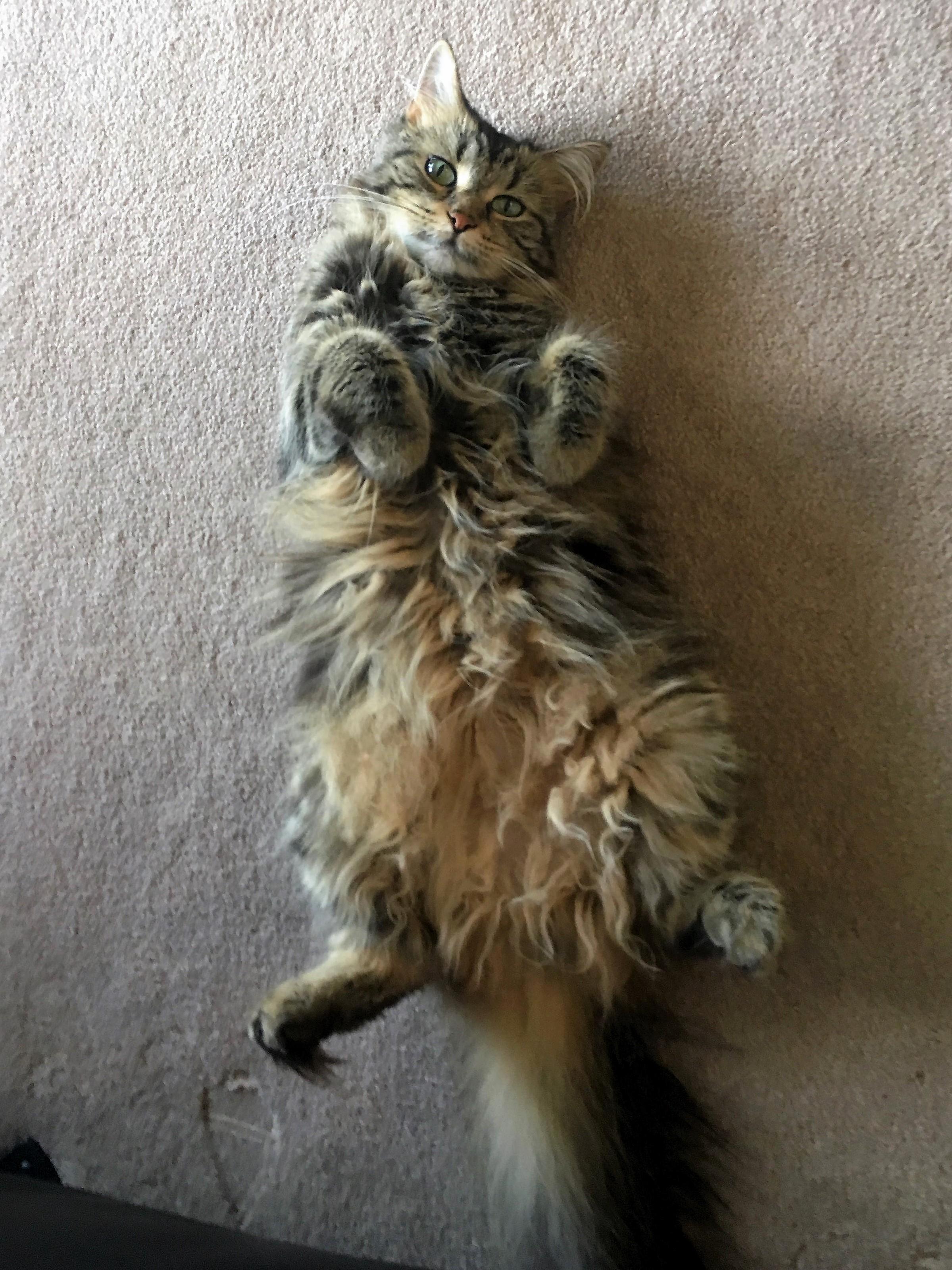 One of My Maine Coons Nilly Brother Is Willy