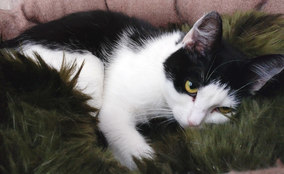 One of Our Shelter Cats Saga