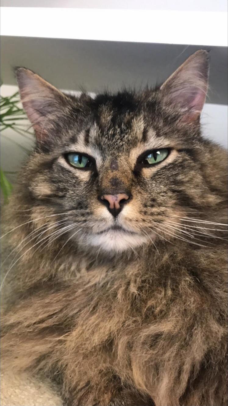 One of the Stunning Babies Up for Adoption at the Shelter Where I Volunteer