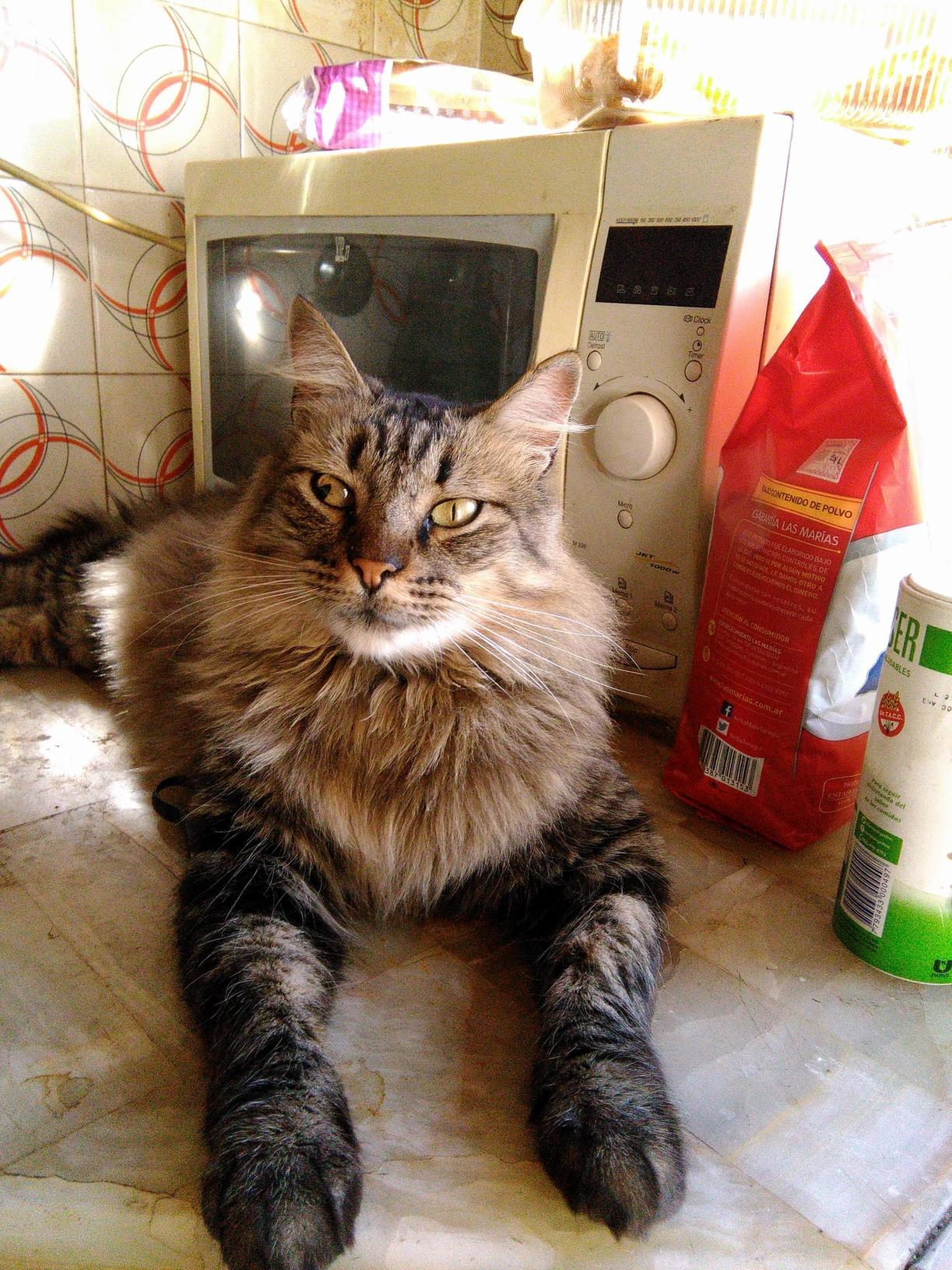 Oracle Cat Guardian of the Microwave