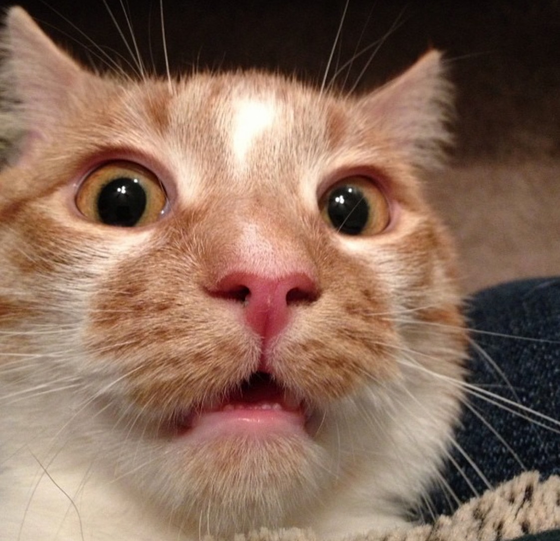 Orange Cats Will Always Have a Special Place in My Heart.