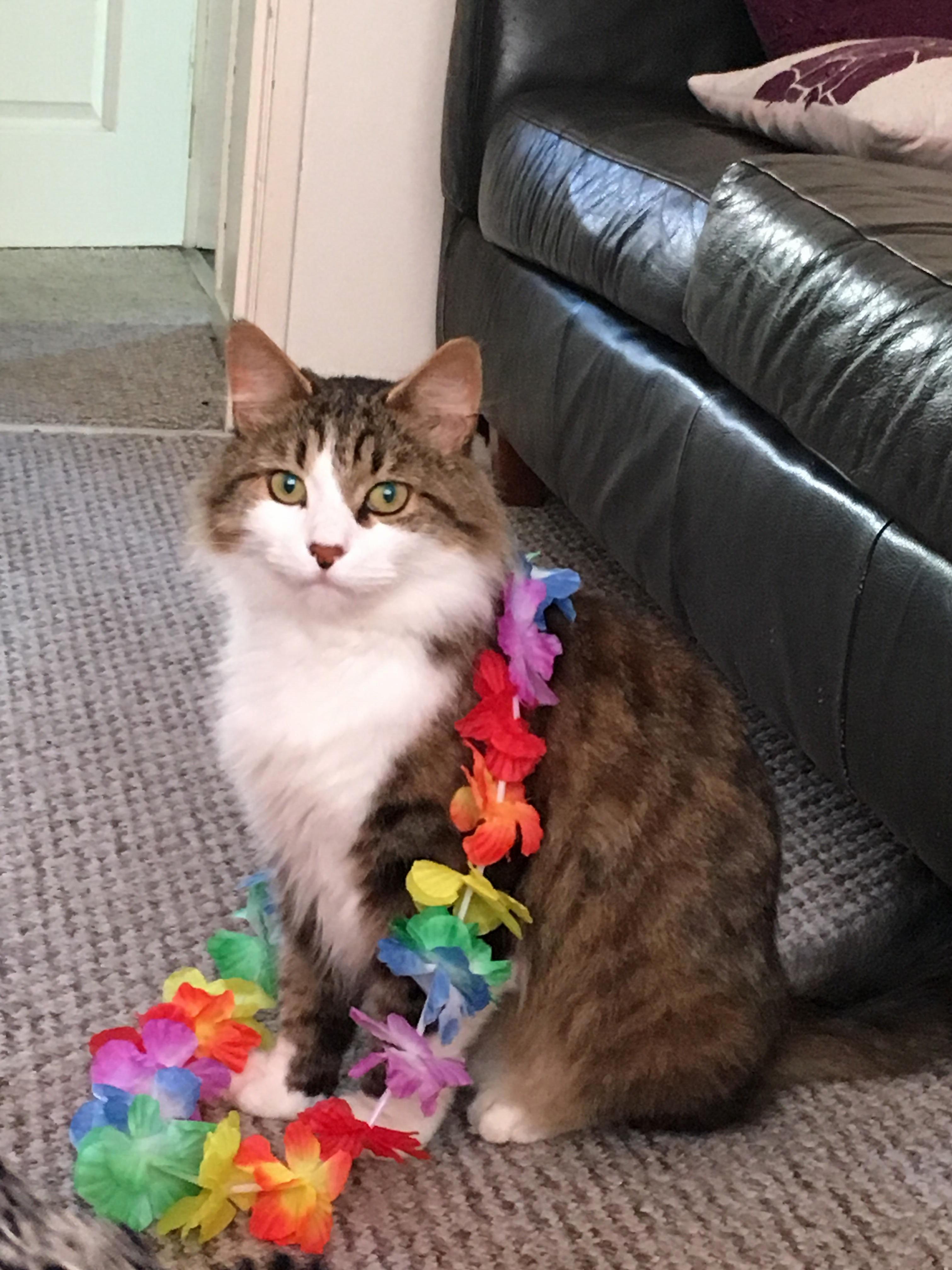 Our Adopted Cat Mr Darcy. No Idea What Breed He Is and We Are Not 100 Sure of His Age Somewhere Between 3-5 Years the Vet Thinks . Was Abandoned by His Previous Owners. We Love Him