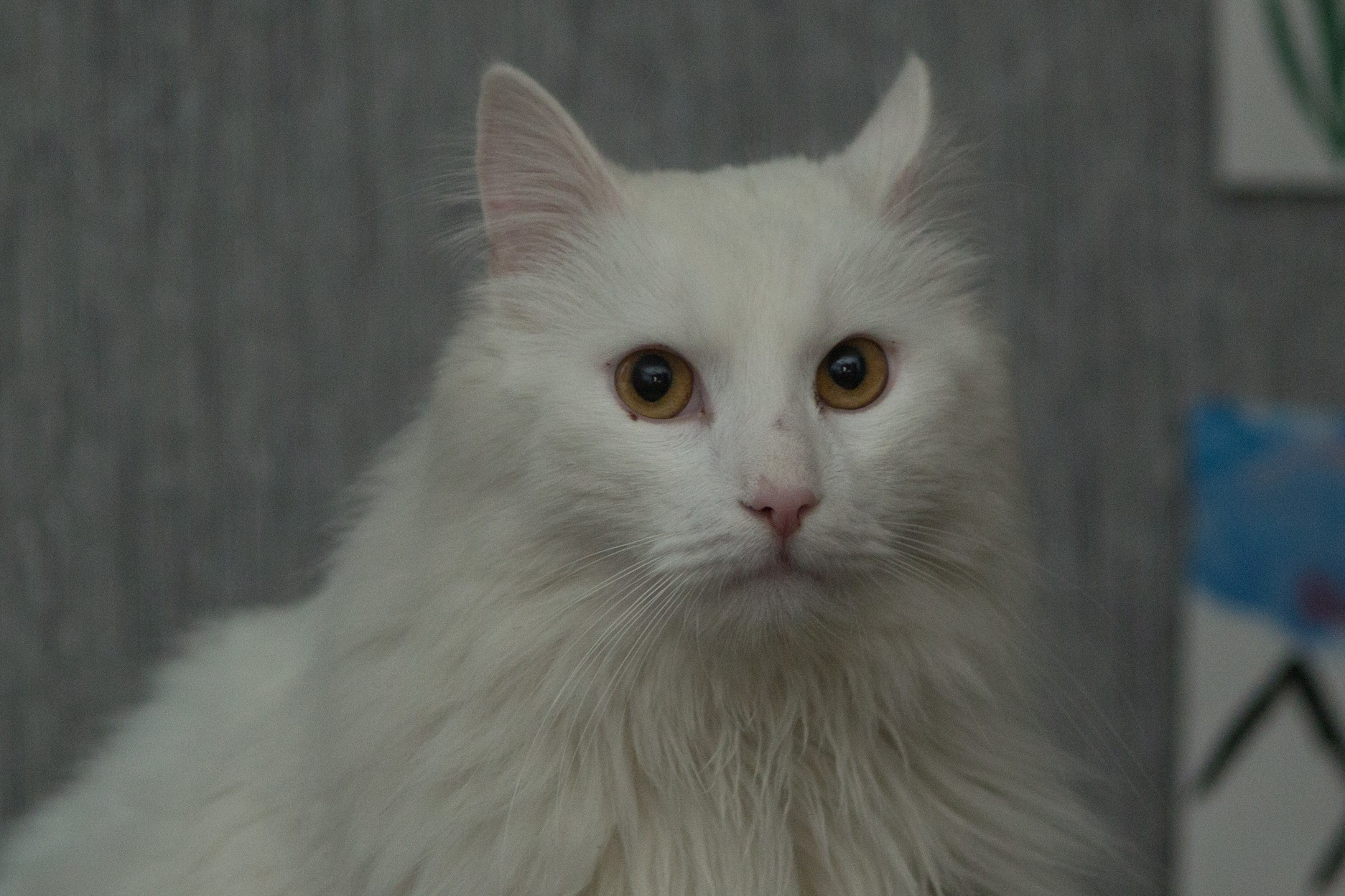 Our Cat Coco Does Anyone Know What Breed He Is