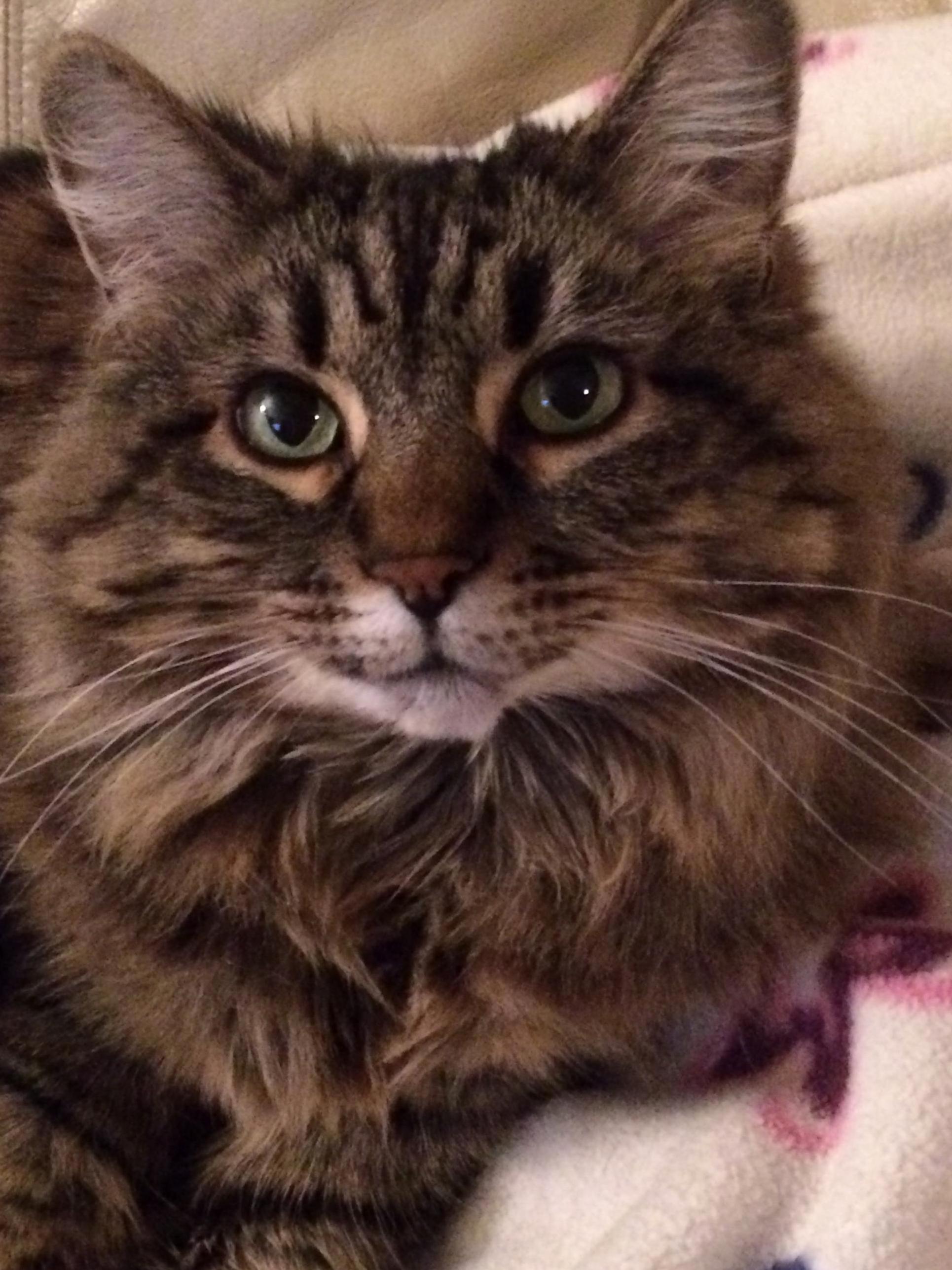 Our Floofy Baby Girl Turns 12 This Year