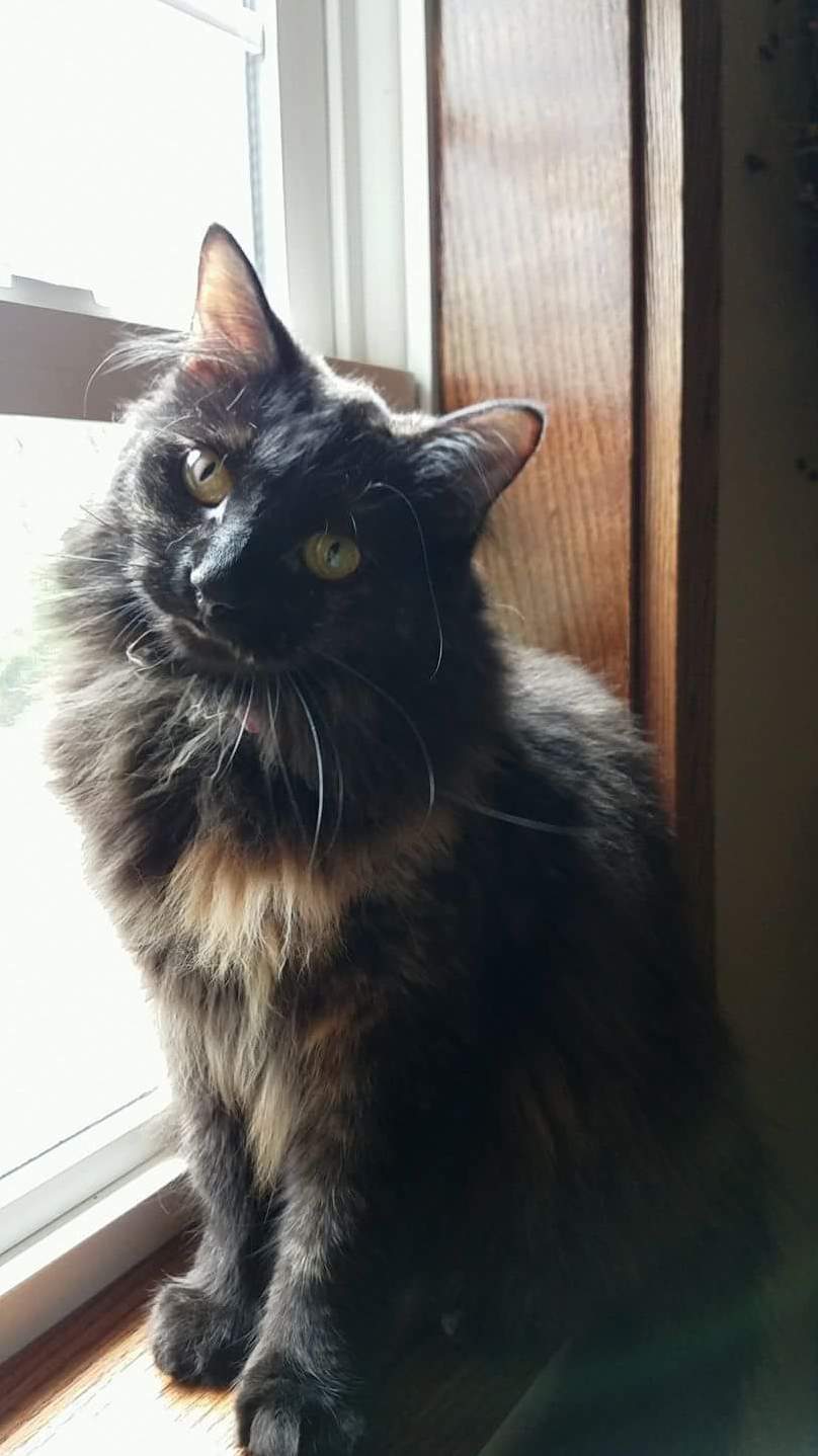 Our Little Baby Luna. She Was Dropped Off in Our Garage When She Was a Kitten. the Plan Was to Adopt Her Out but Yeah That Was 2 Years Ago.