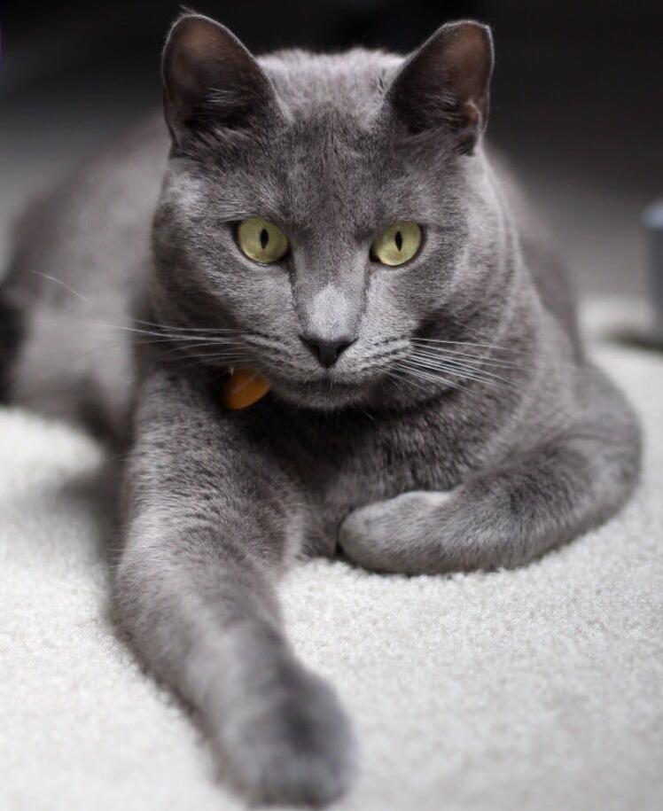 Our Little Nala Being Her Casually Majestic Self.