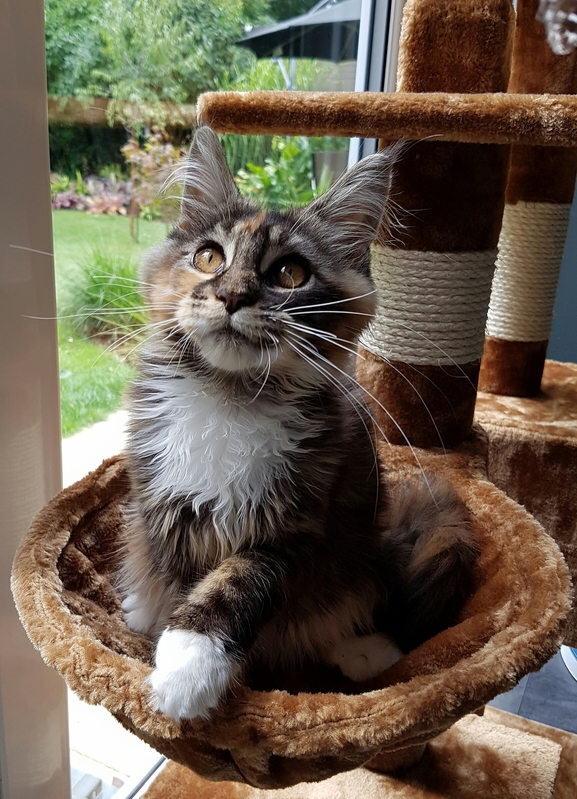 Our Maine Coon Mia