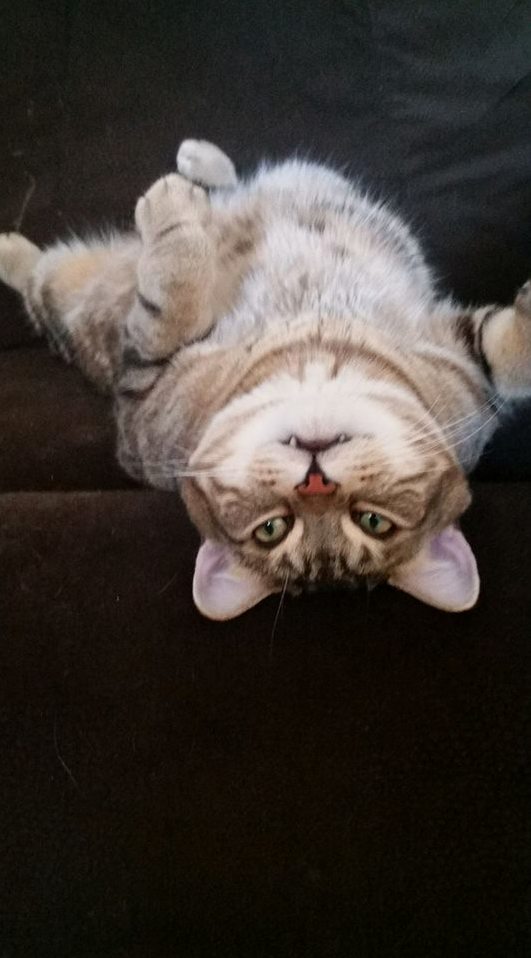 Our Newest Meatball Hank Looking Darned Cute.