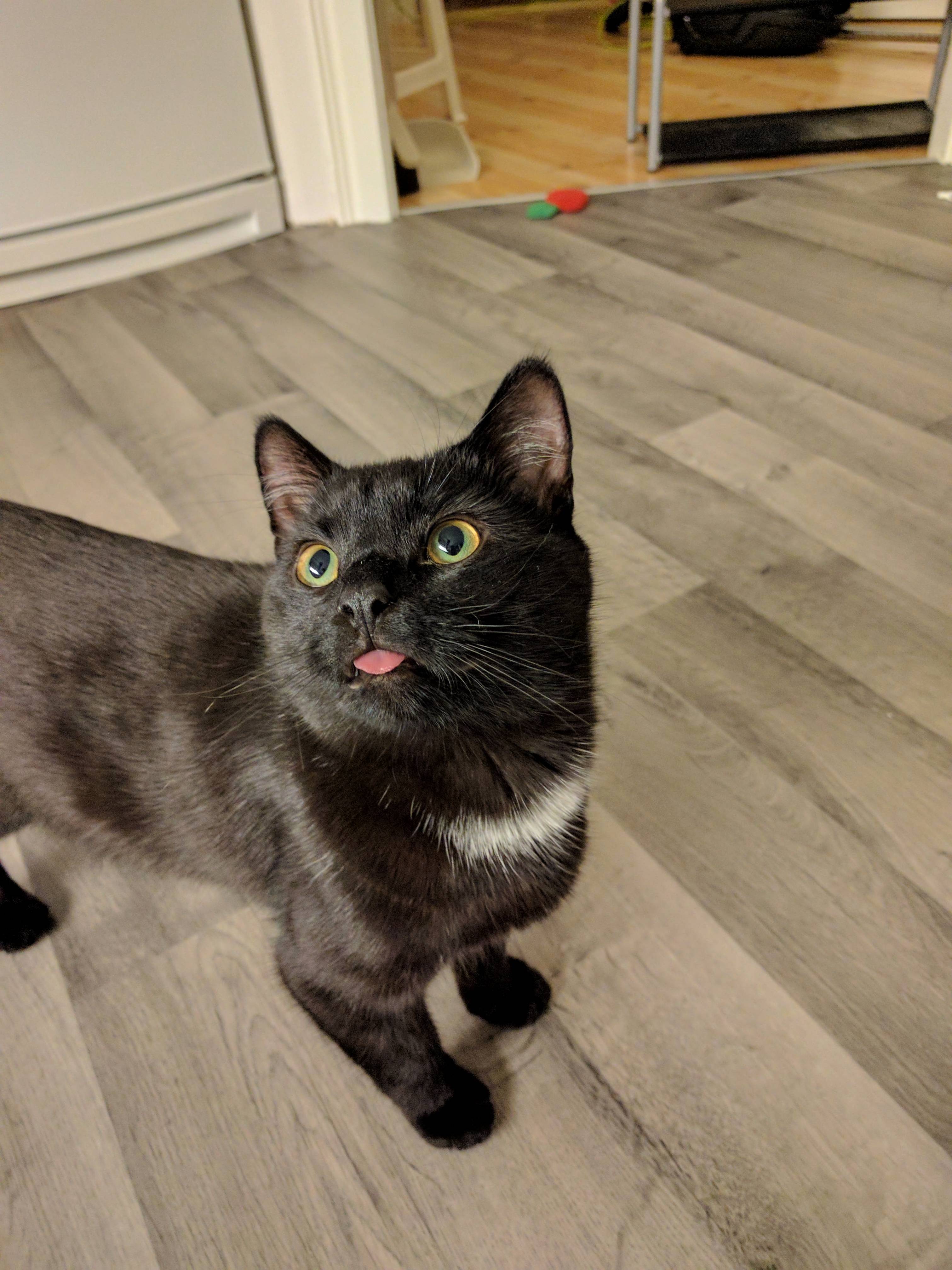 Our Newest Member Rune
