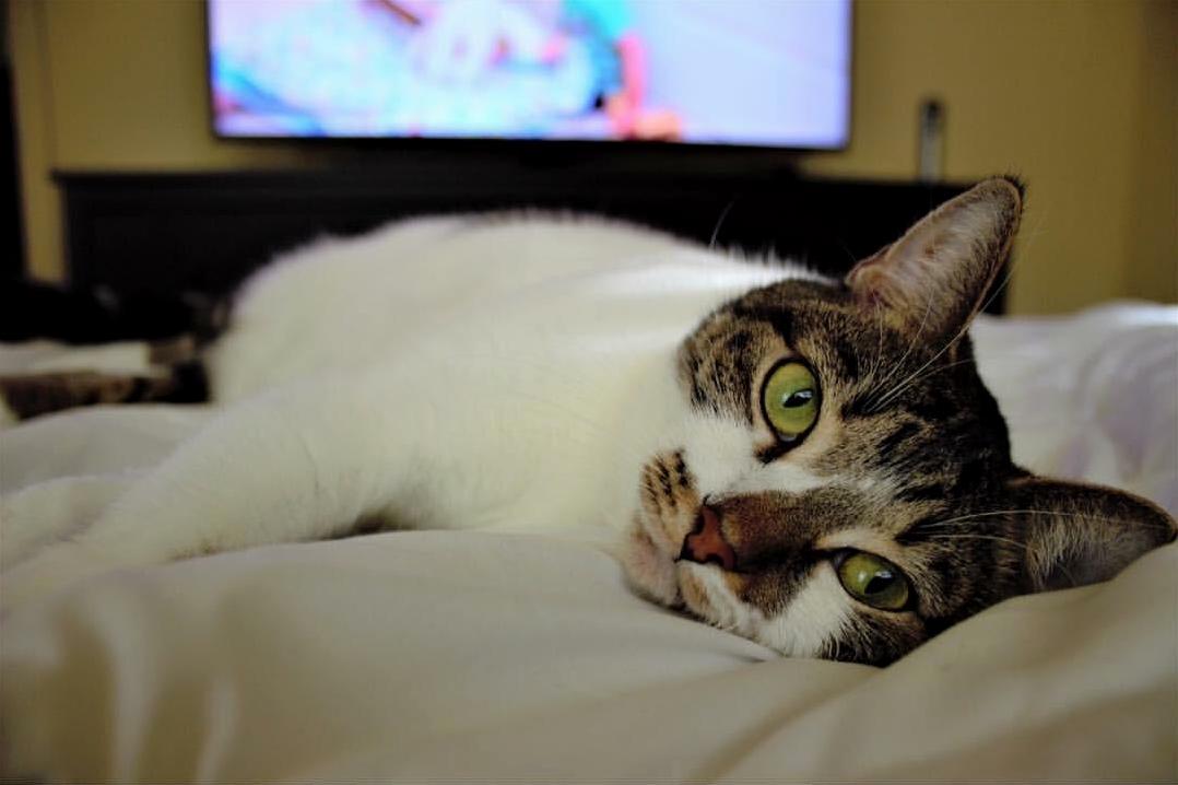 Our Photogenic Cat Stella.