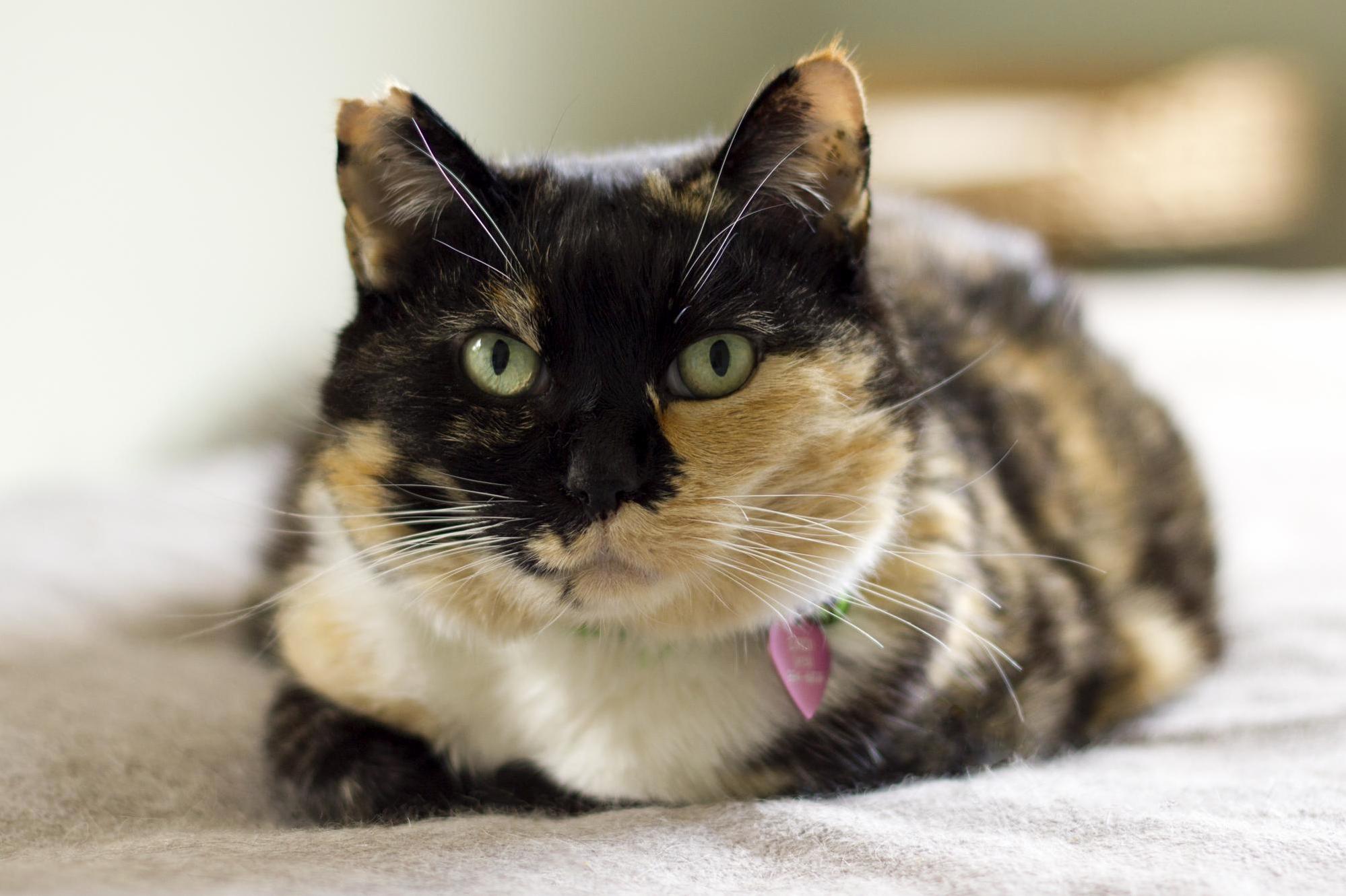 Our Snuggly Former Feral Demonstrating the Cat Loaf Pose