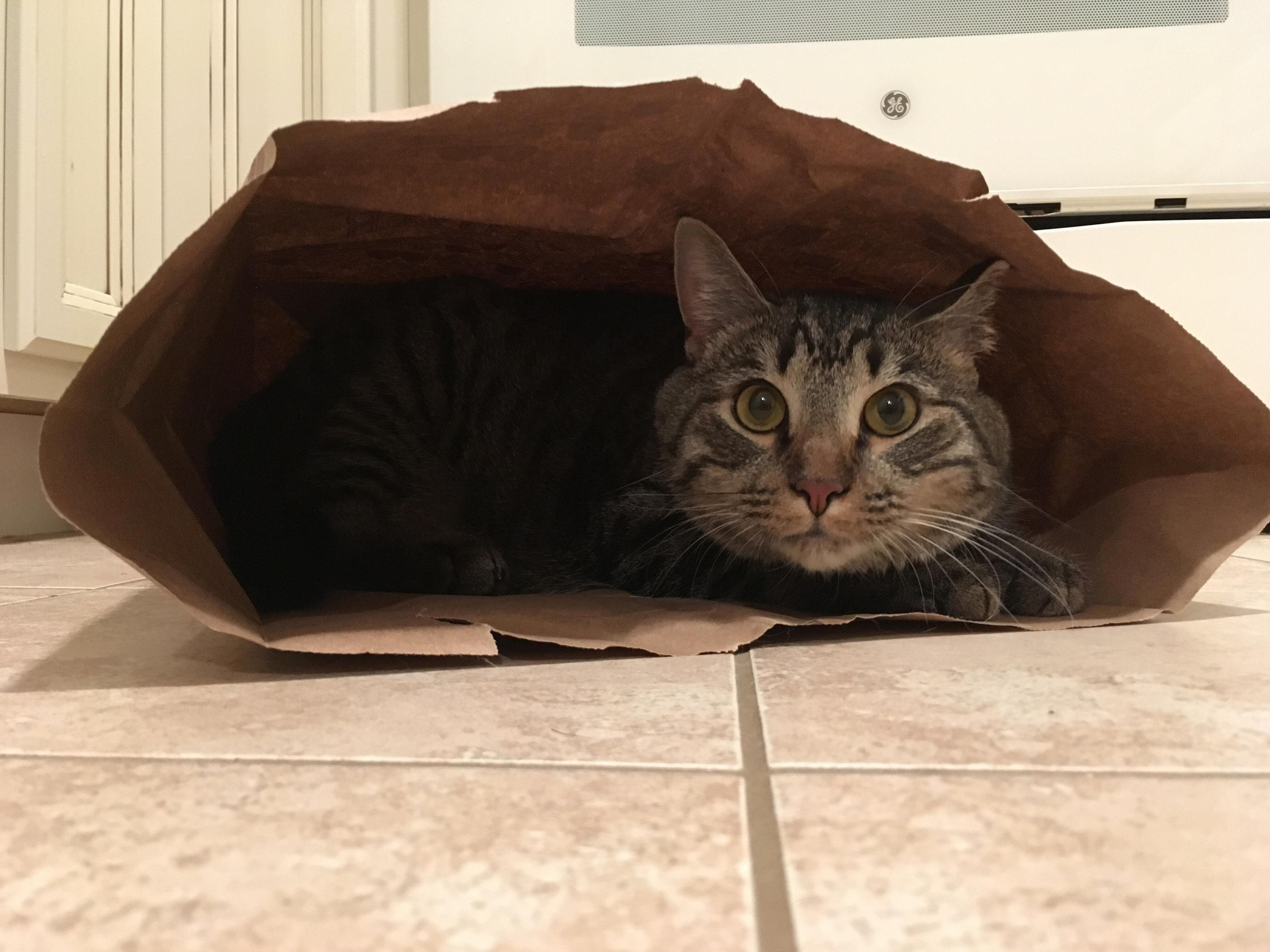 Paper Bag Time Is Ezios Favorite Time.