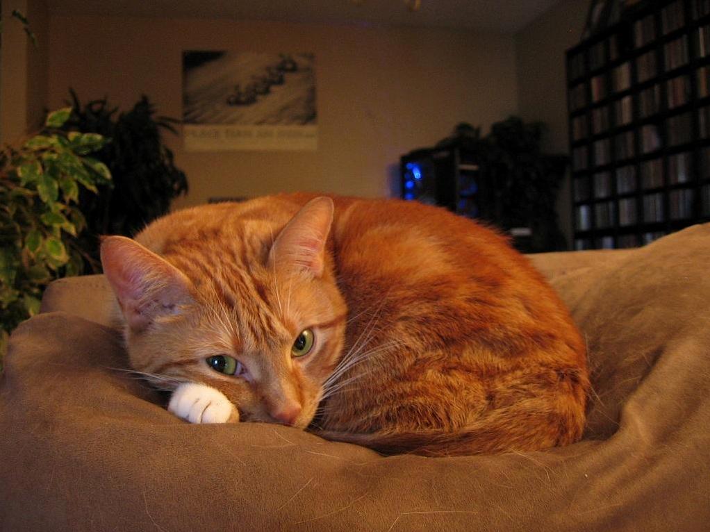 Peaches