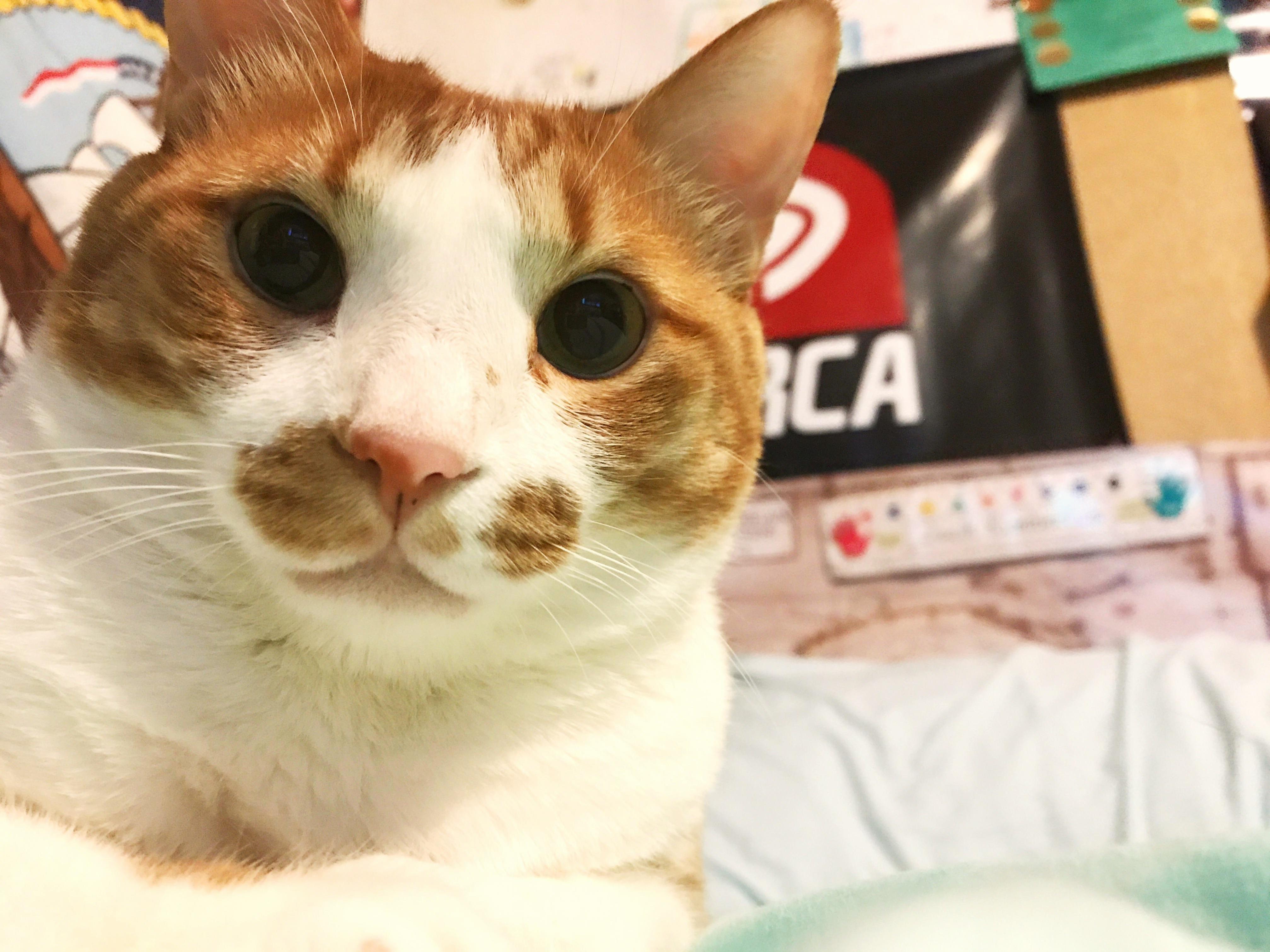 Peanut Was Interested in My Phone