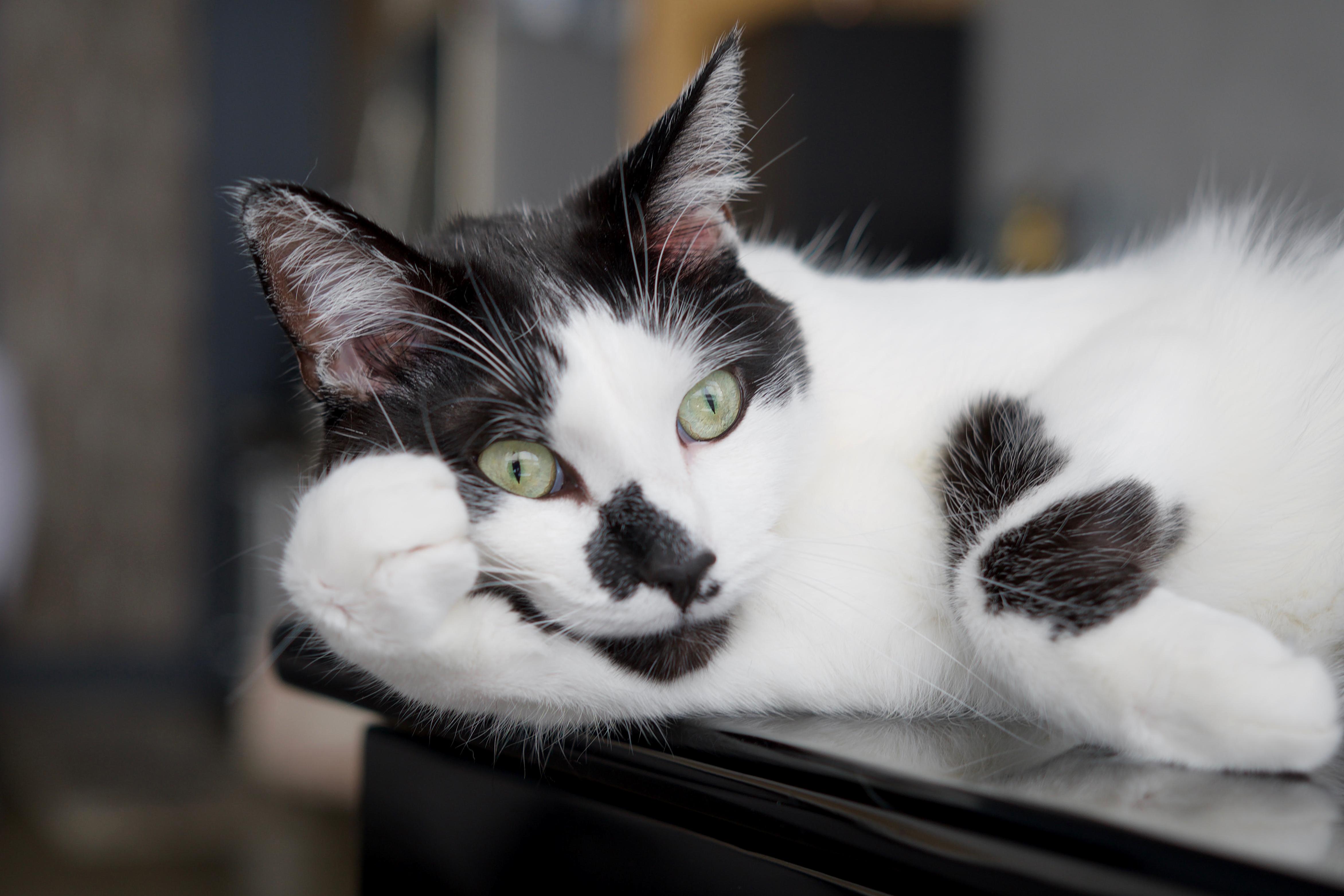 Pensive Pussy