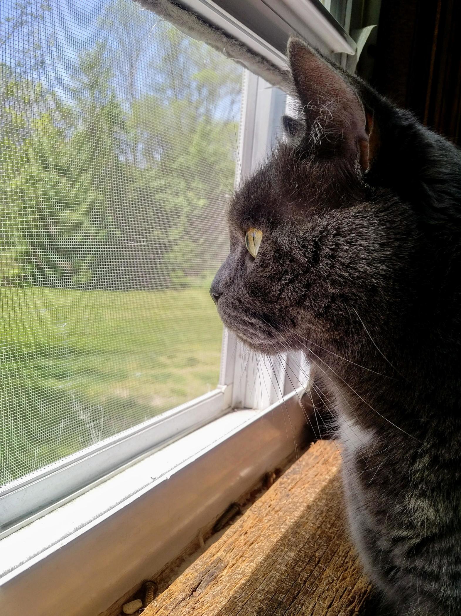 Perfect Bird Watching Weather
