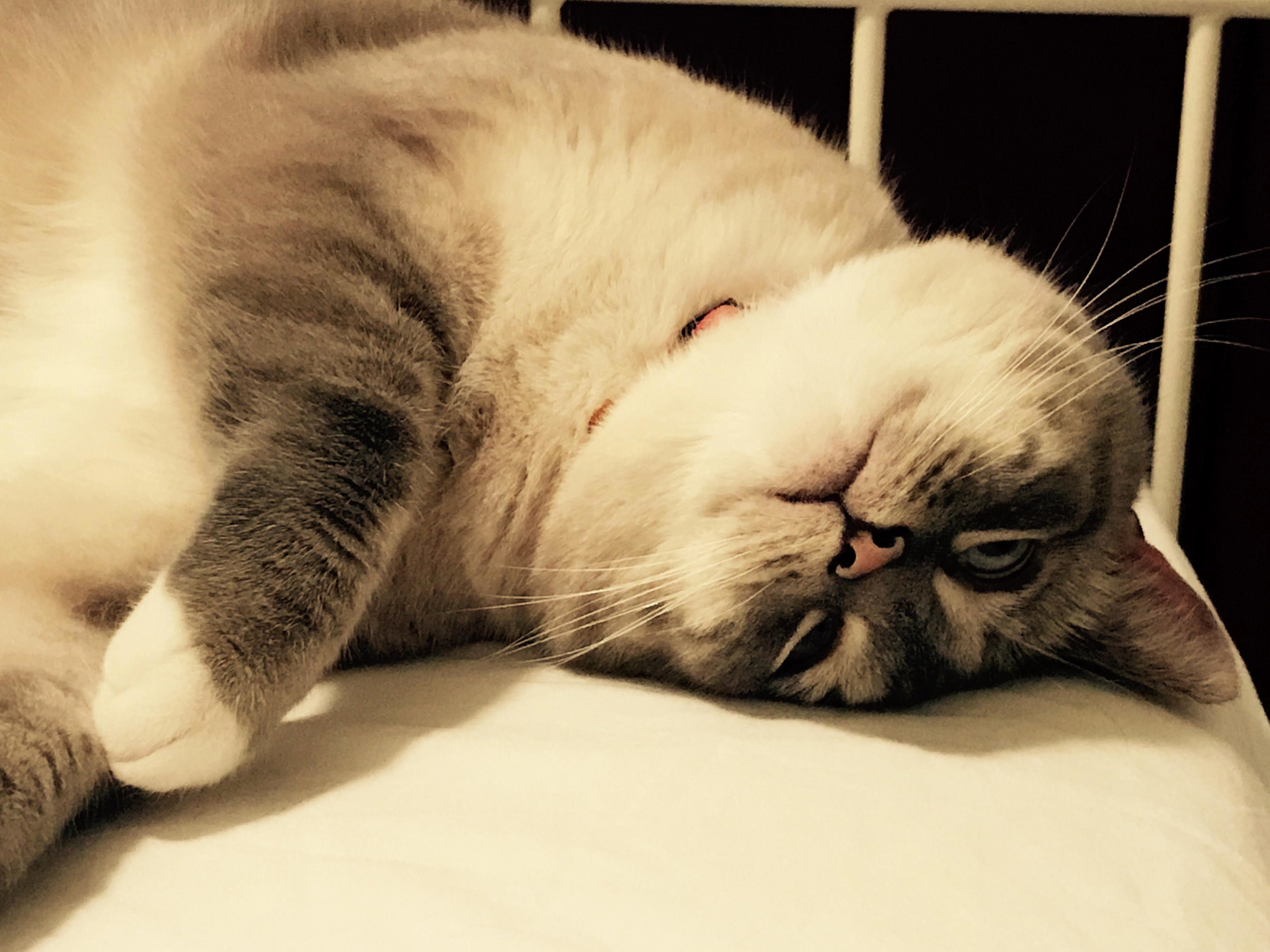 Piper Always Dramatic