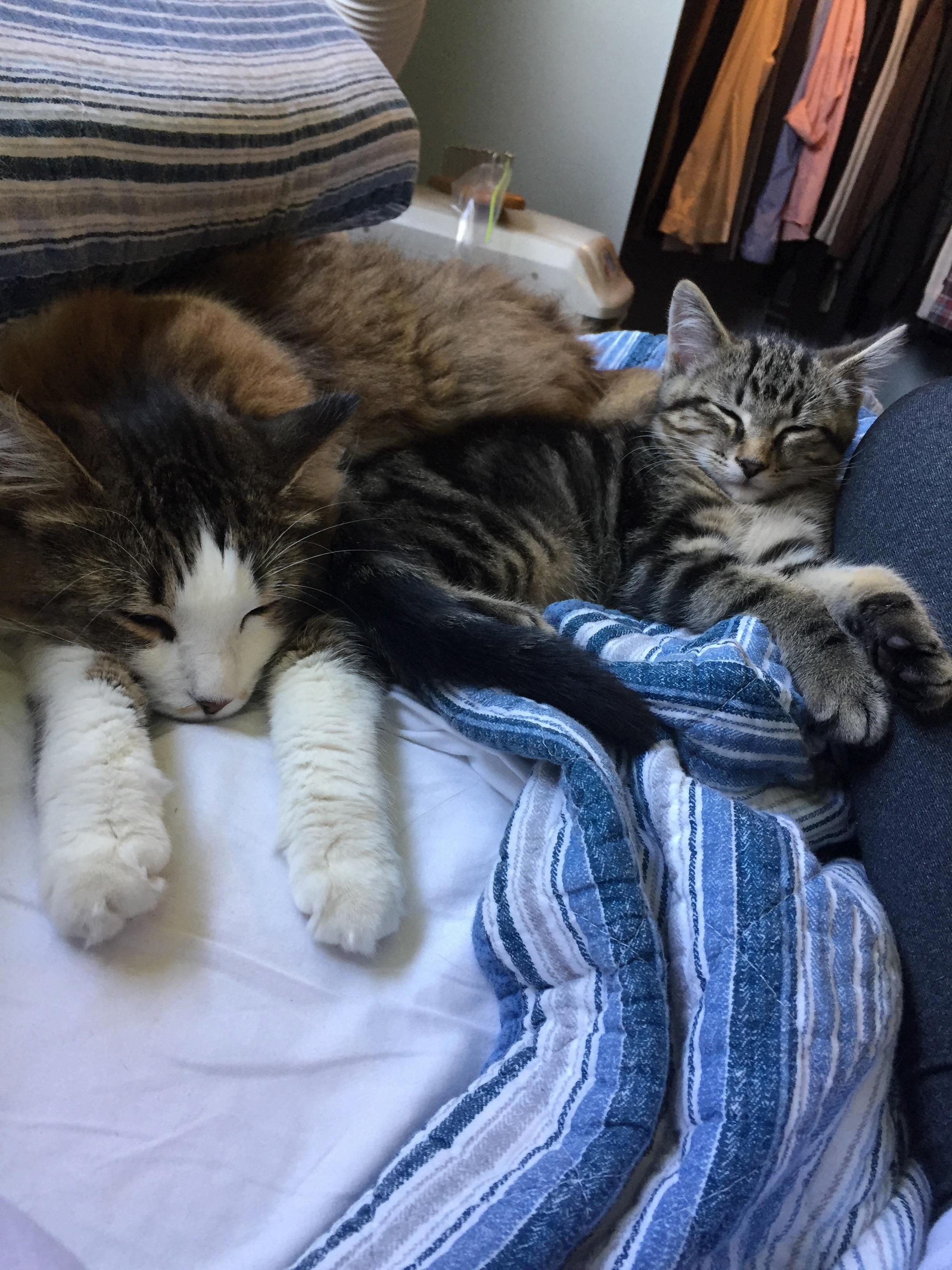 Pippin Loves His Big Sister Kona