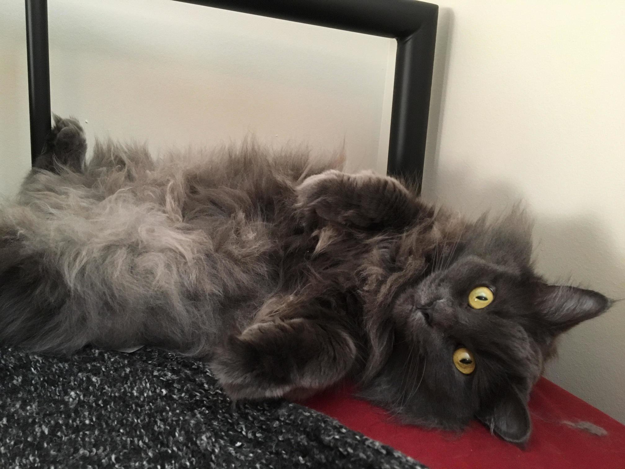 Please Rub My Tummy
